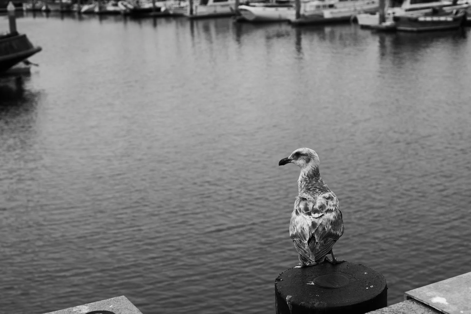 Pillar Point Harbor - 12