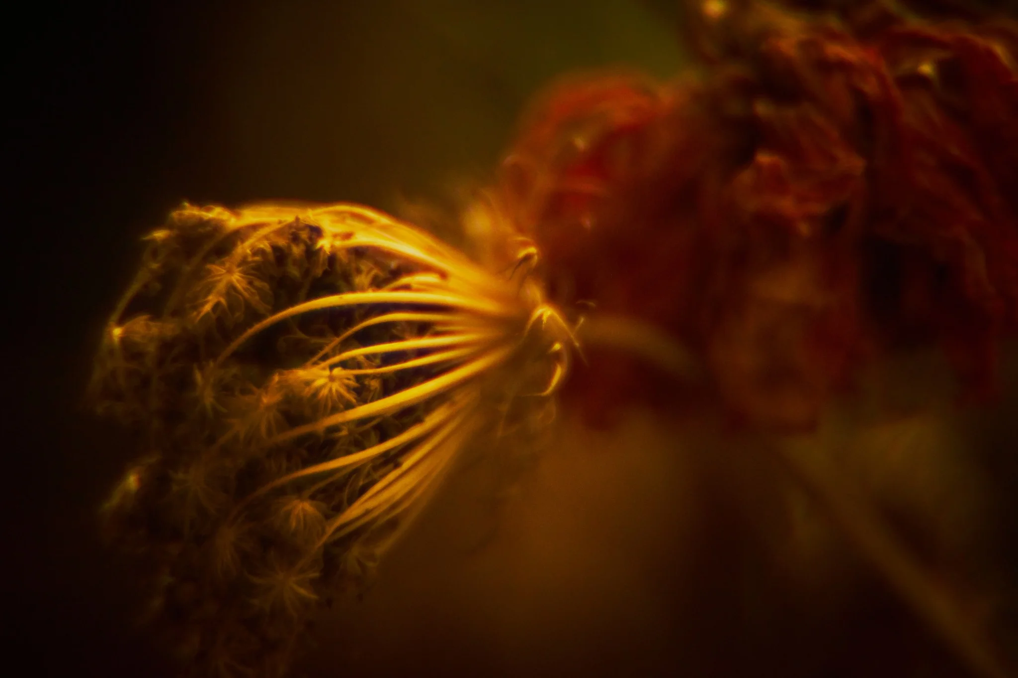 Ultimate bloom study Nº6