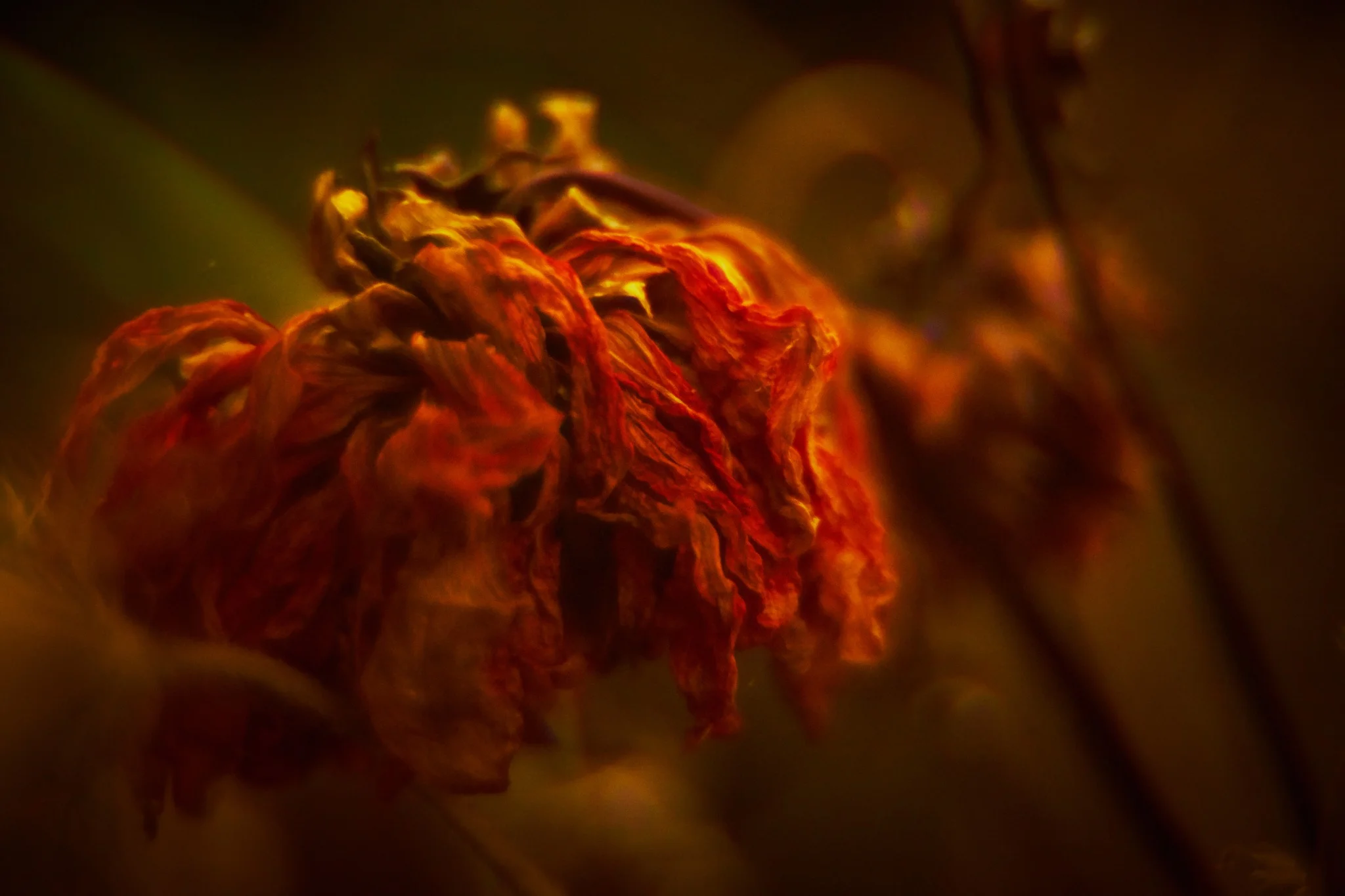 Ultimate bloom study Nº10