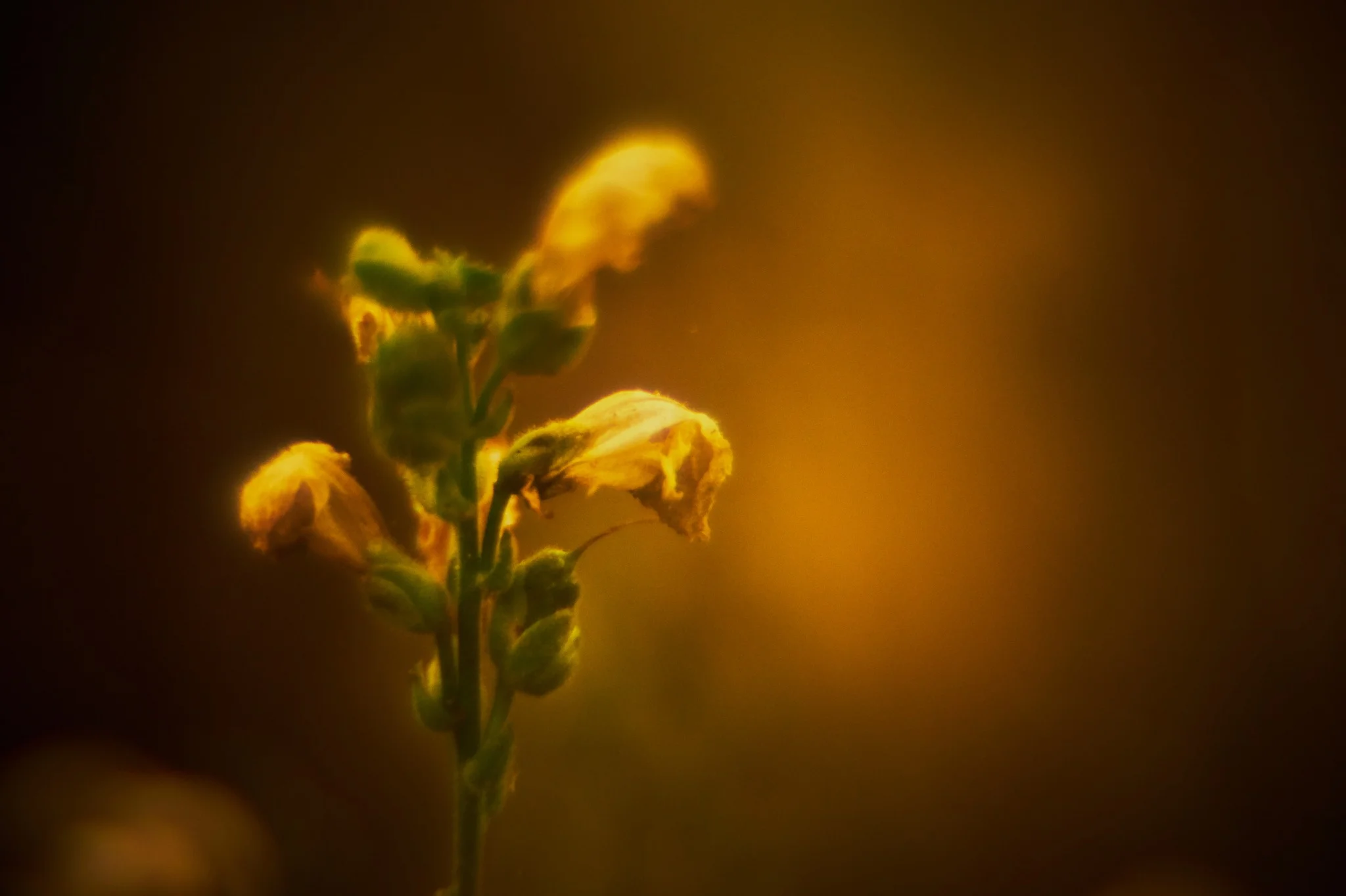 Ultimate bloom study Nº9