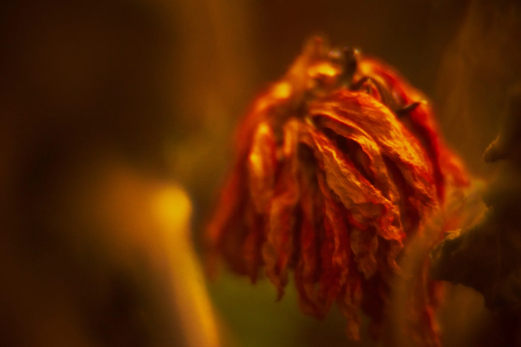 Ultimate bloom study Nº14