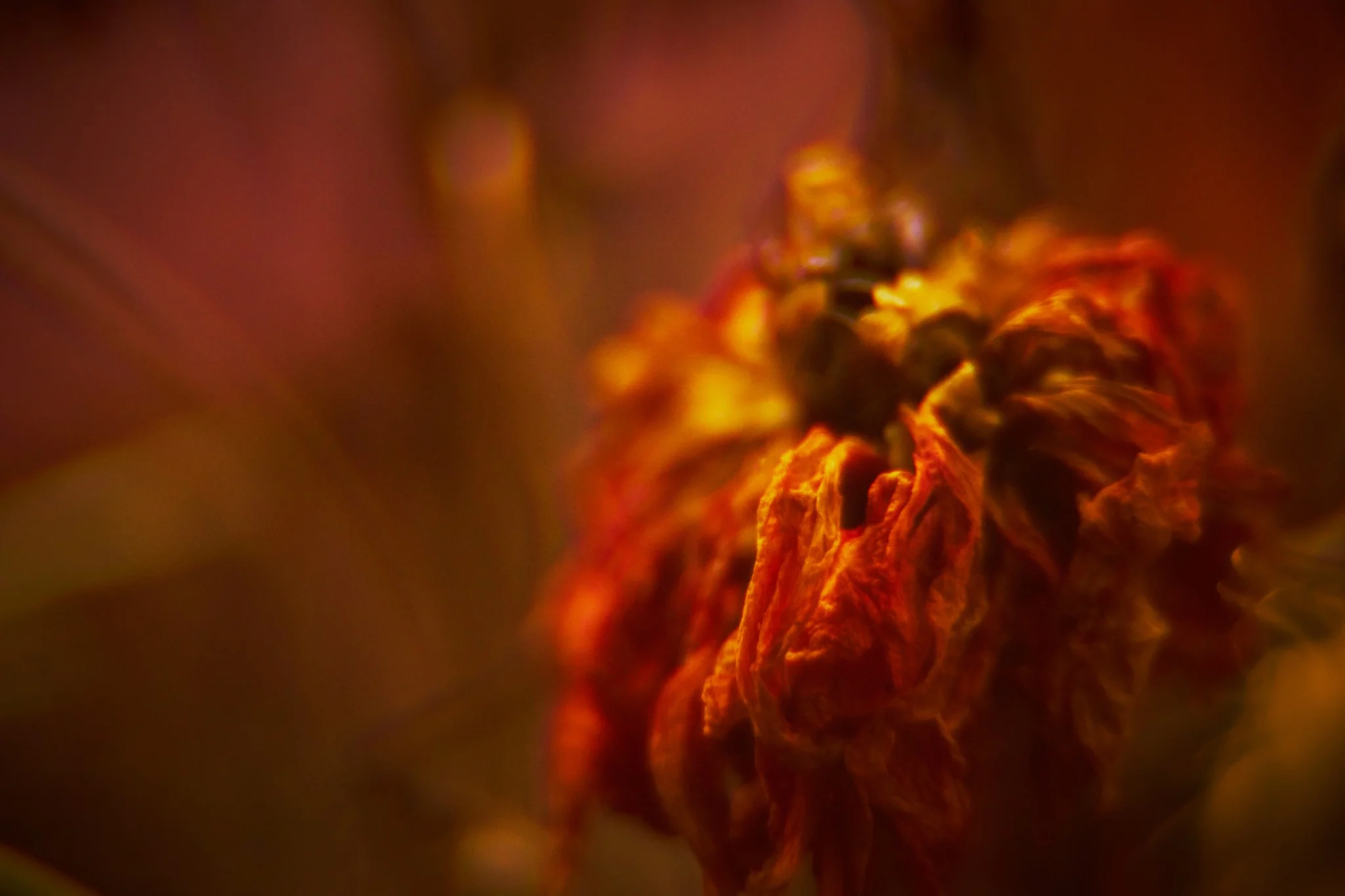 Ultimate bloom study Nº16