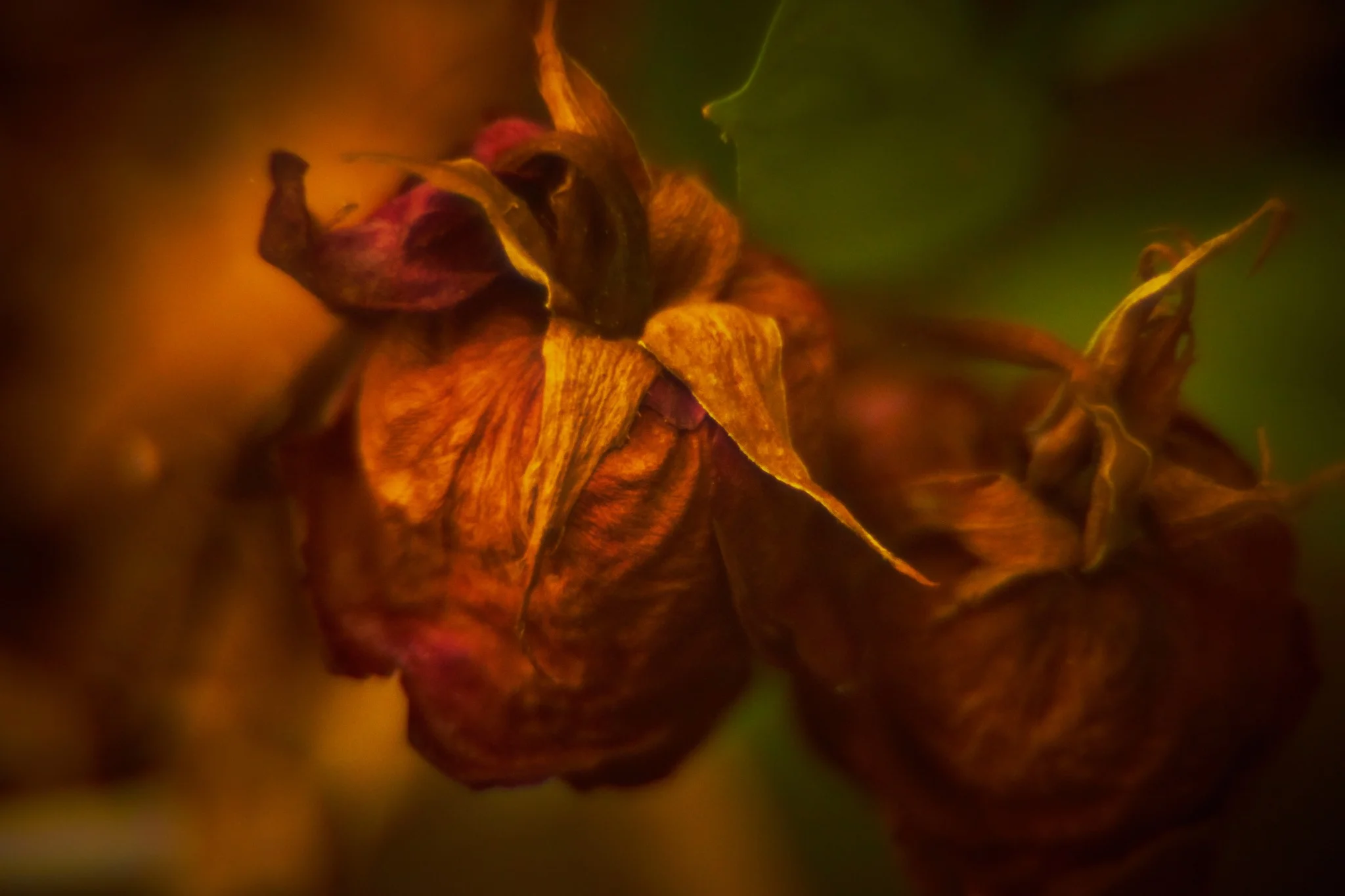 Ultimate bloom study Nº8
