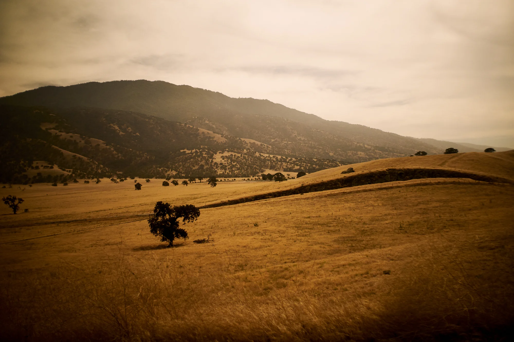 Golden Hills study Nº1