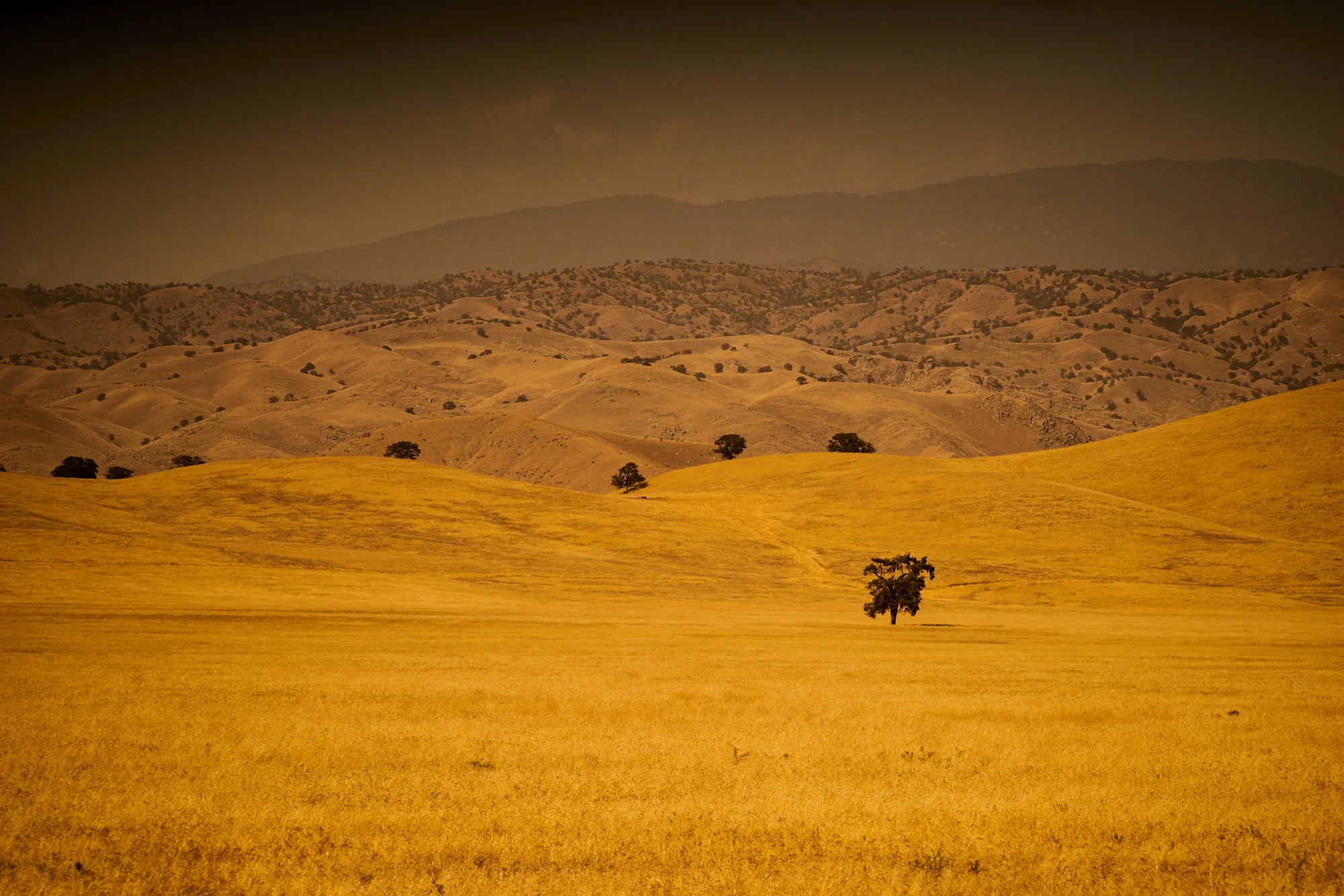 Golden Hills study Nº6
