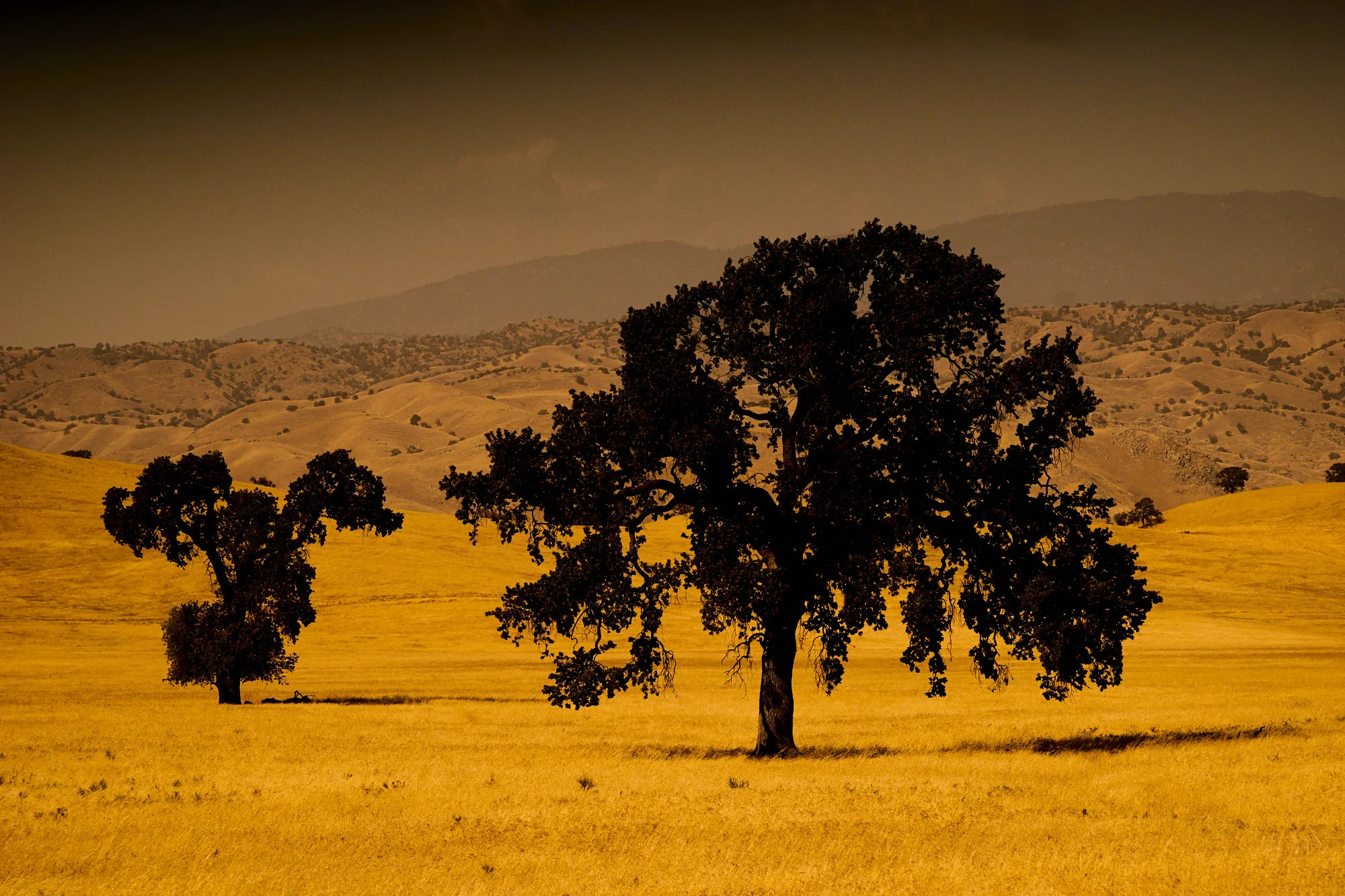 Golden Hills study Nº7