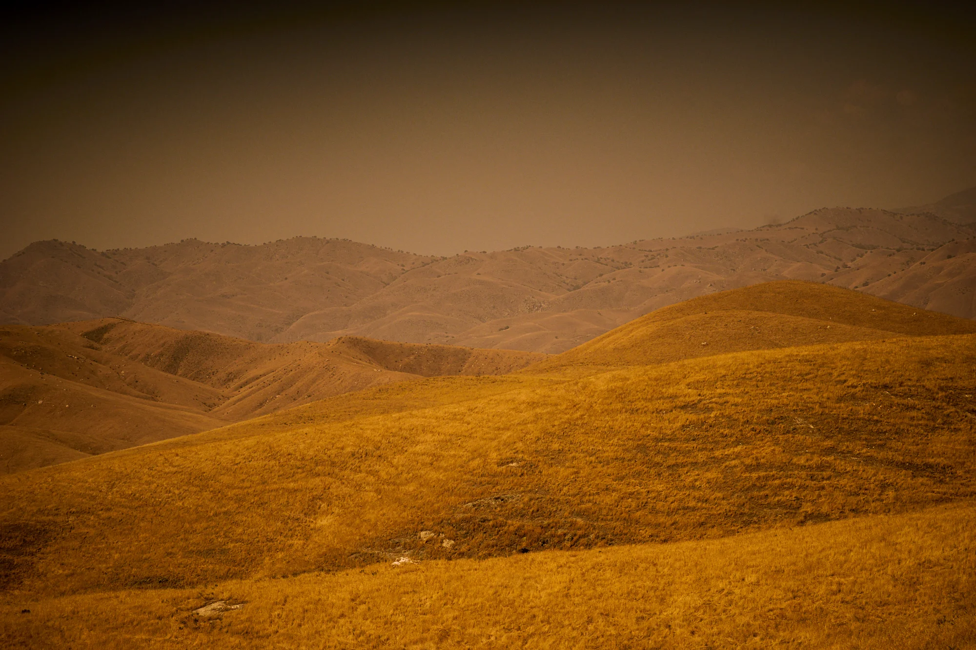 Golden Hills study Nº12