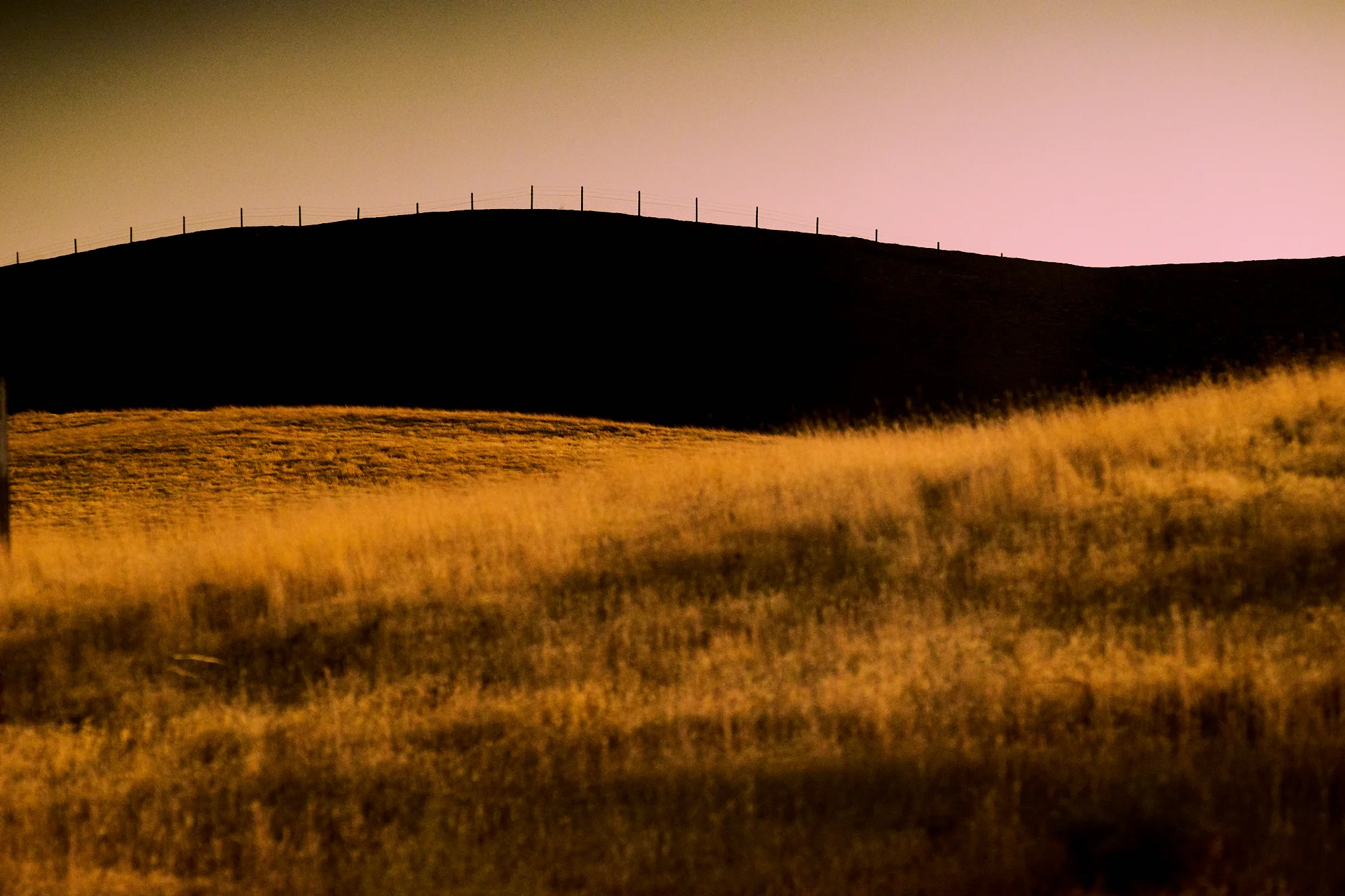 Golden Hills study Nº15
