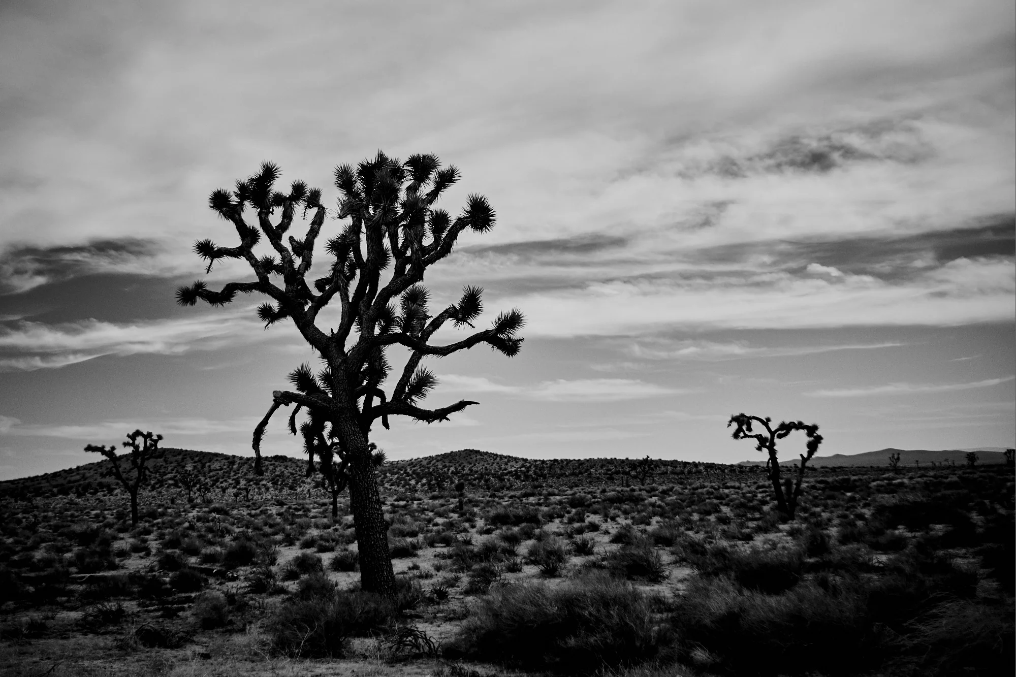 _DSC7511.jpg