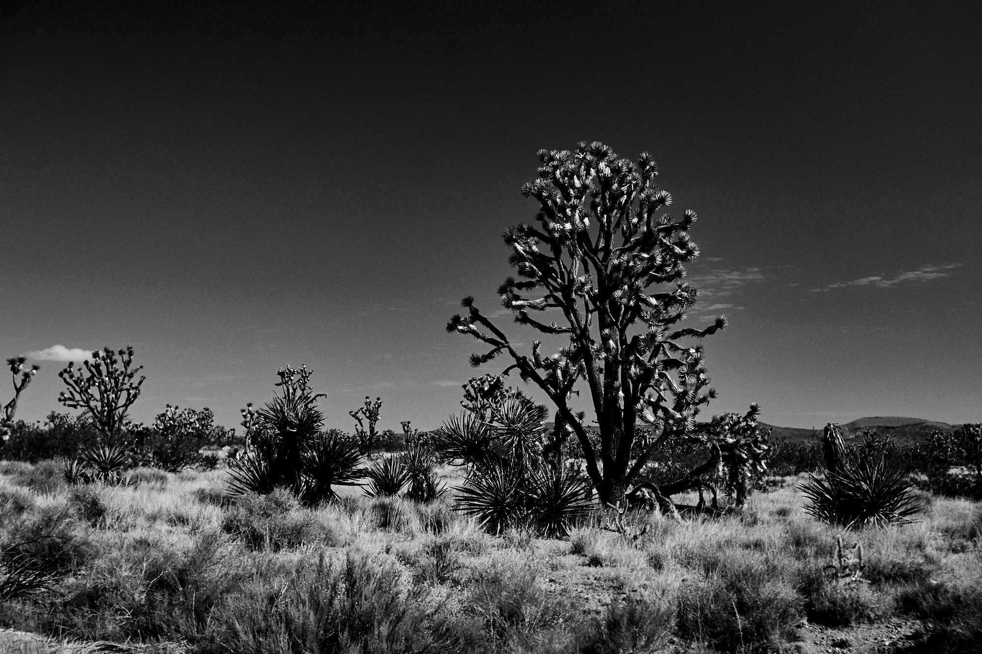 _DSC7598.jpg