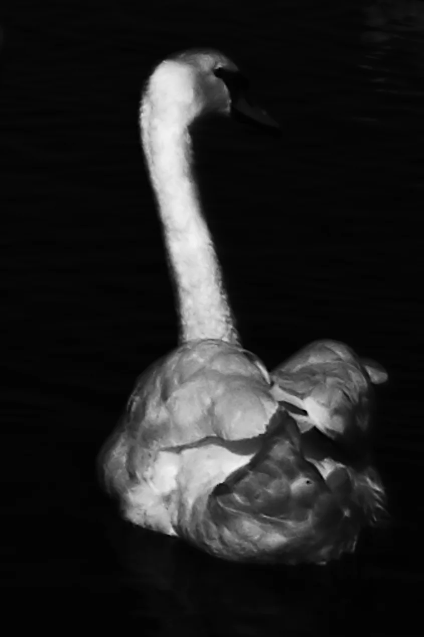 Swans, Study 4, Rostellan, Co. Cork, Ireland, 2018