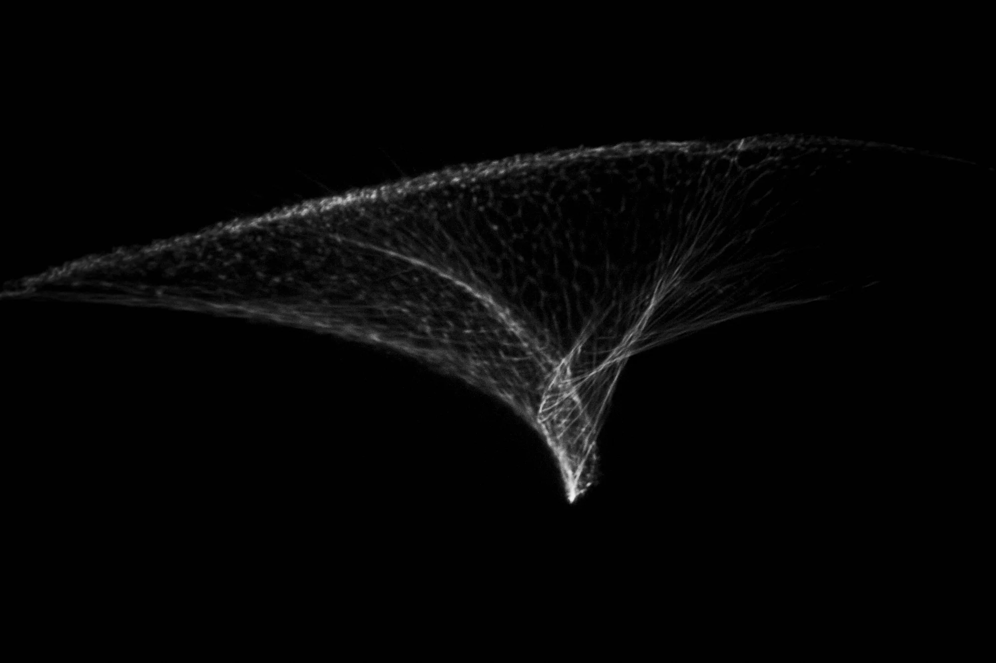 Tricks of the light study Nº35