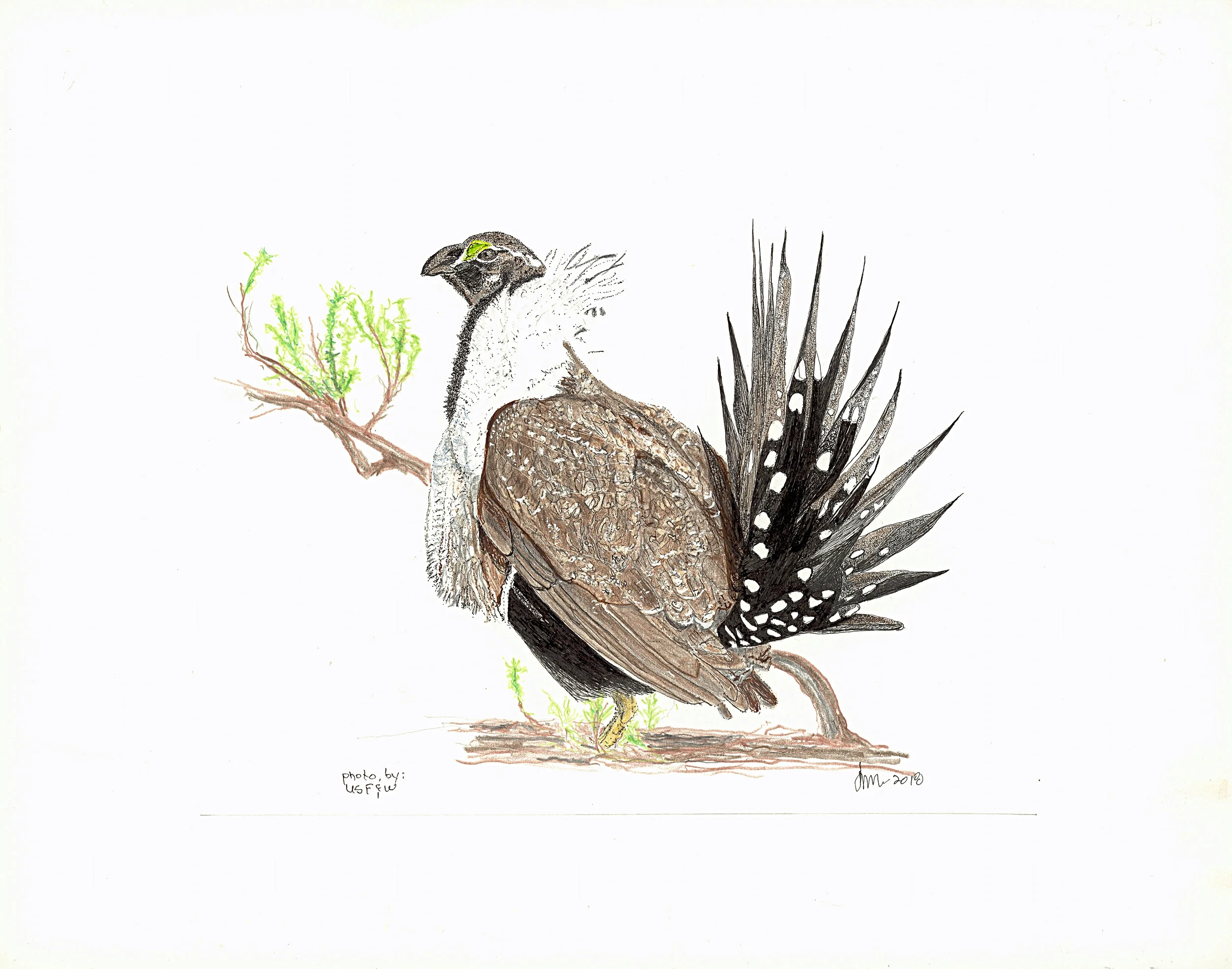 sage grouse ADJ.jpg