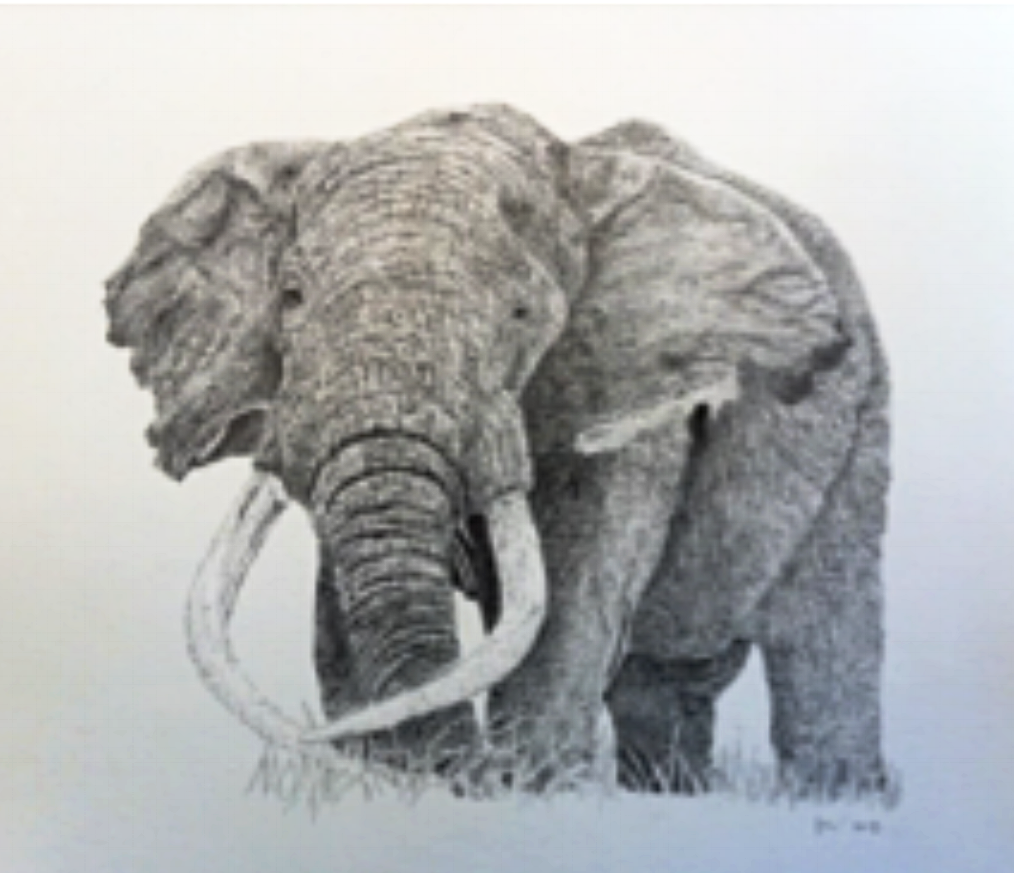 Bull elephant drawing.png