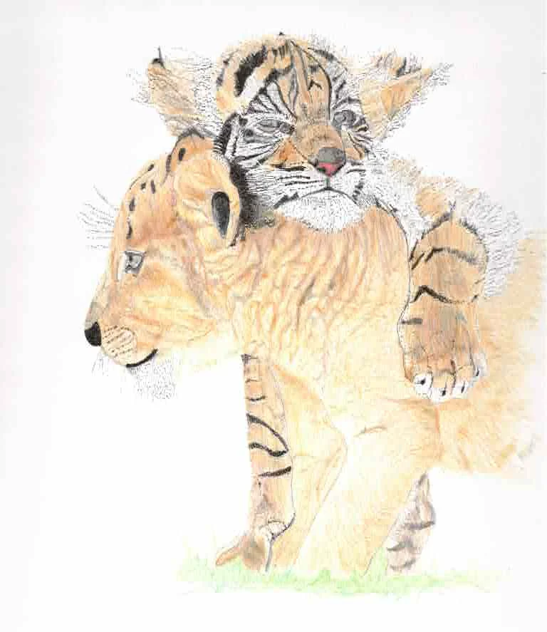 tiger:lion cubs.jpeg