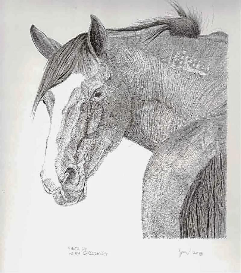 mustang stallion drawing scan 2.jpeg