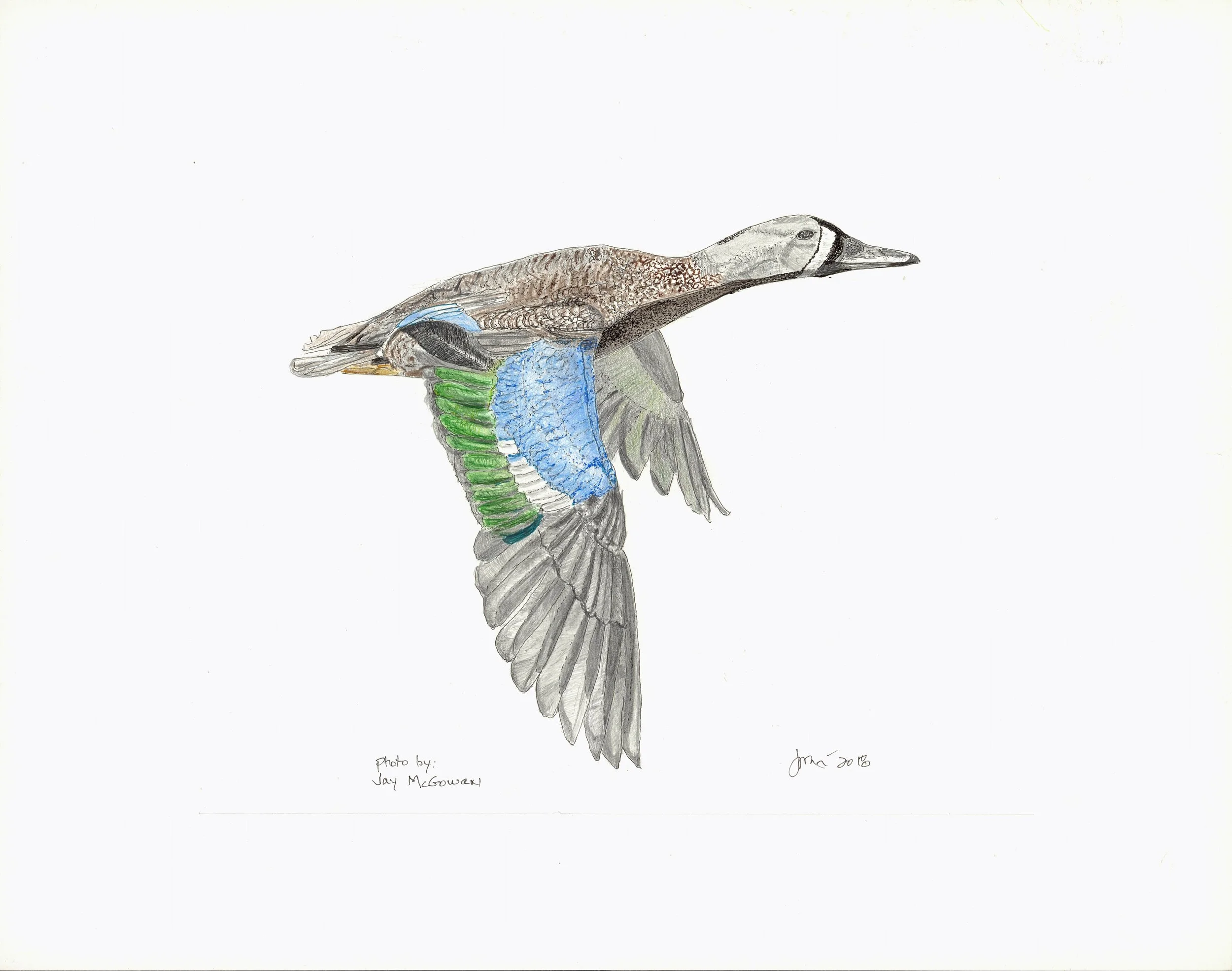 bluewing teal adj.jpg