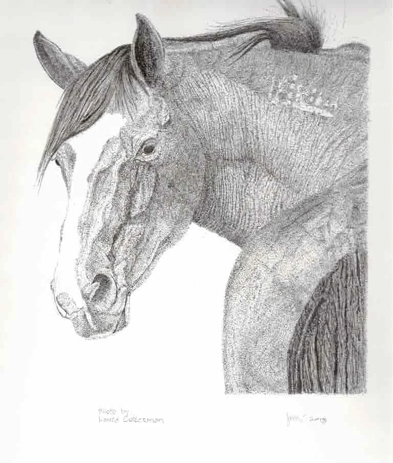 mustang stallion drawing scan.jpeg