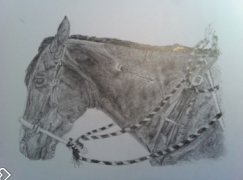 mustang with hackamore drawing.png