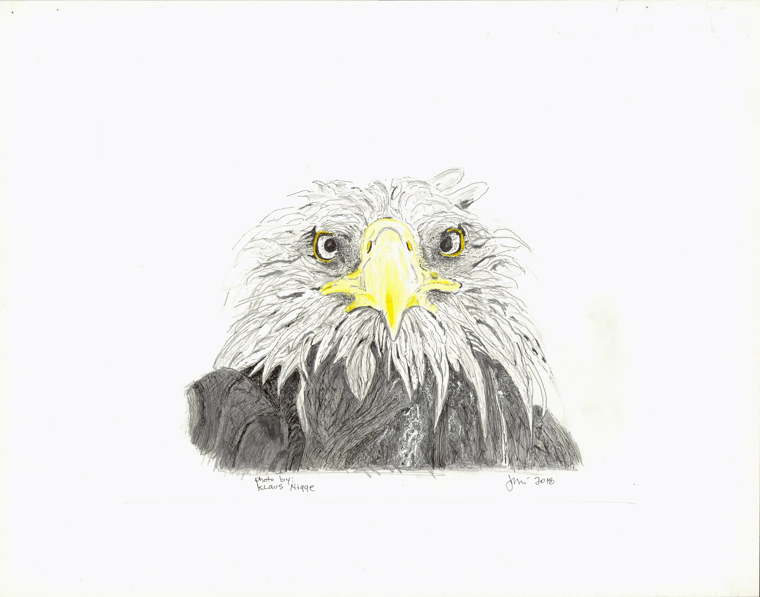 bald eagle adj.jpg