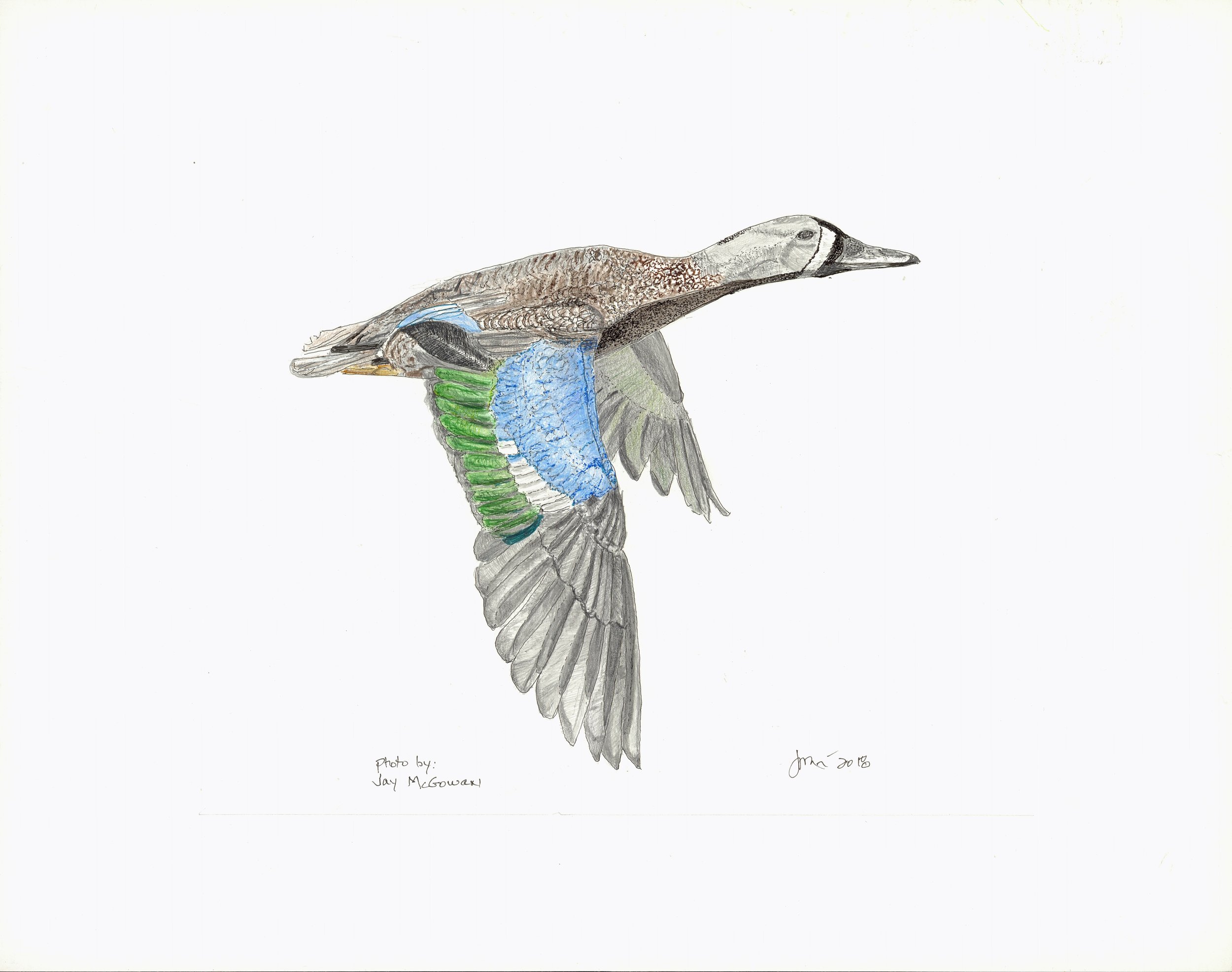bluewing teal adj.jpg