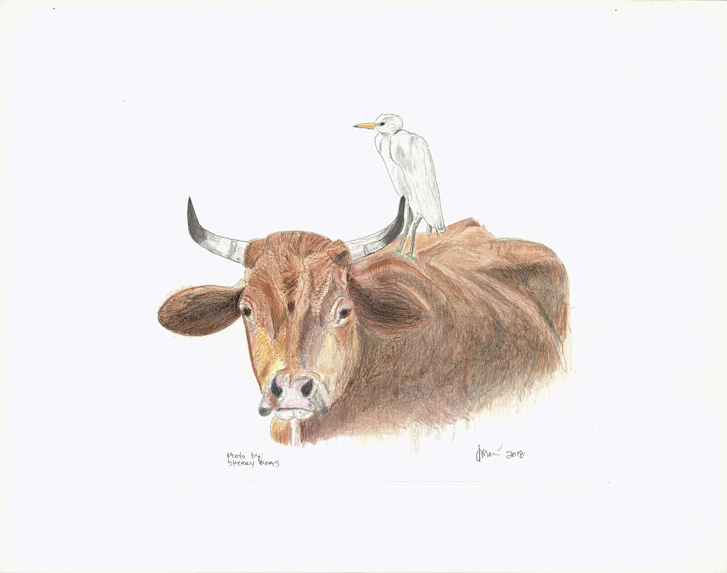 cattle egret adj.jpg