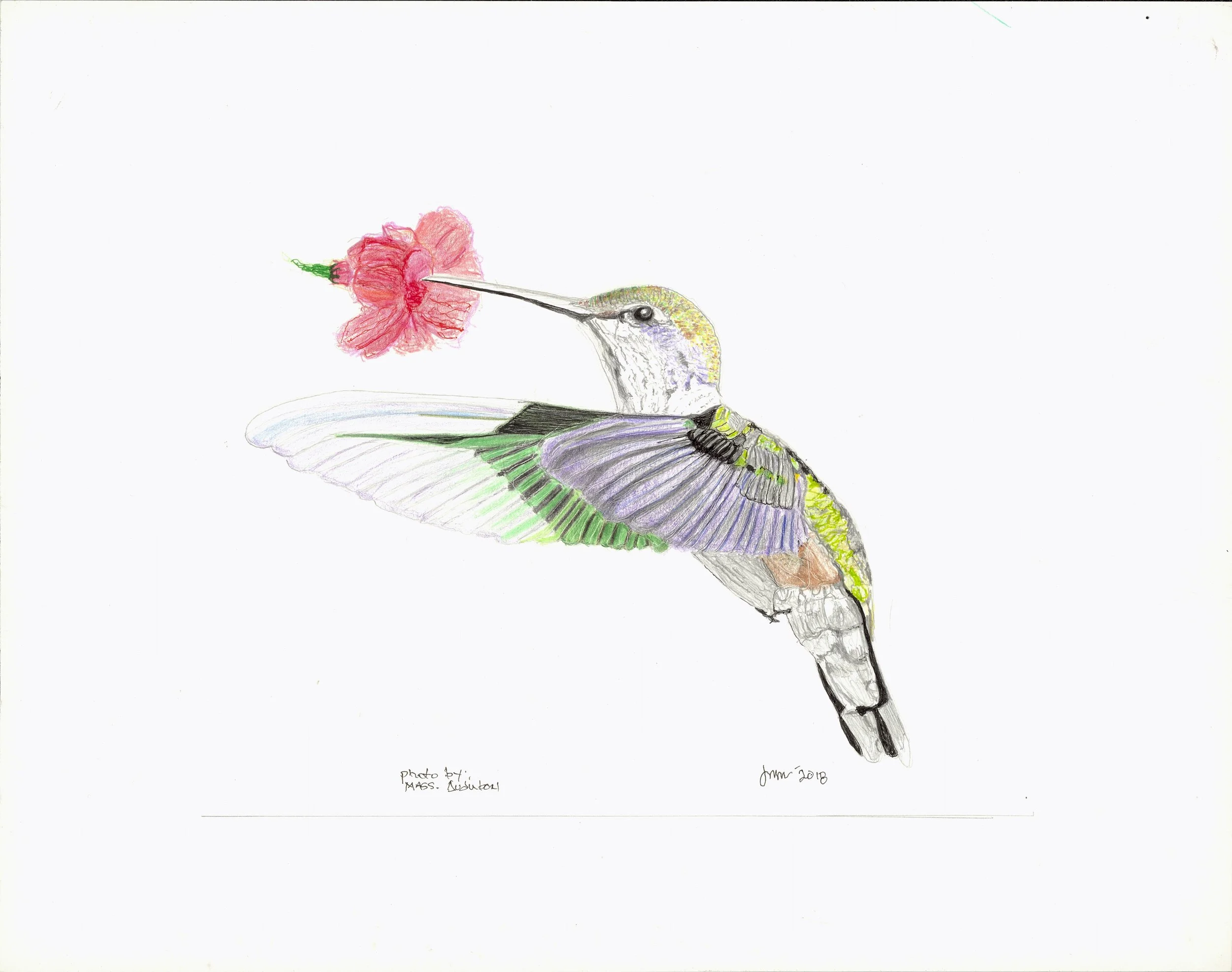 hummingbird adj.jpg