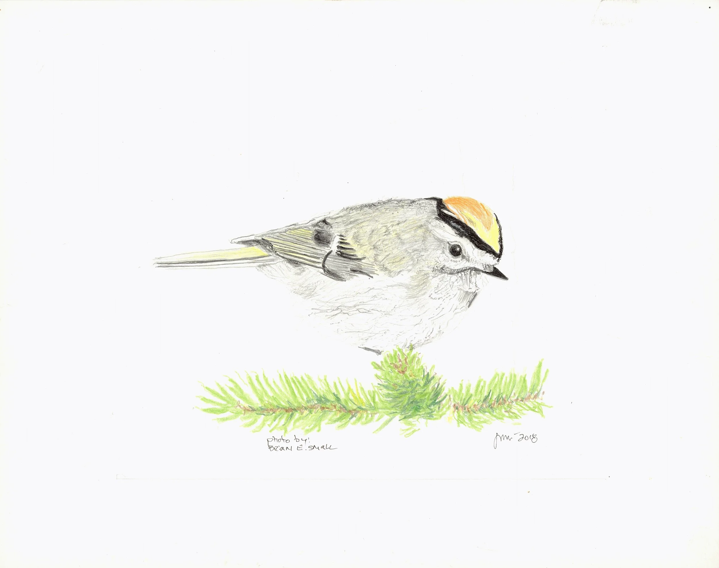 kinglet adj.jpg
