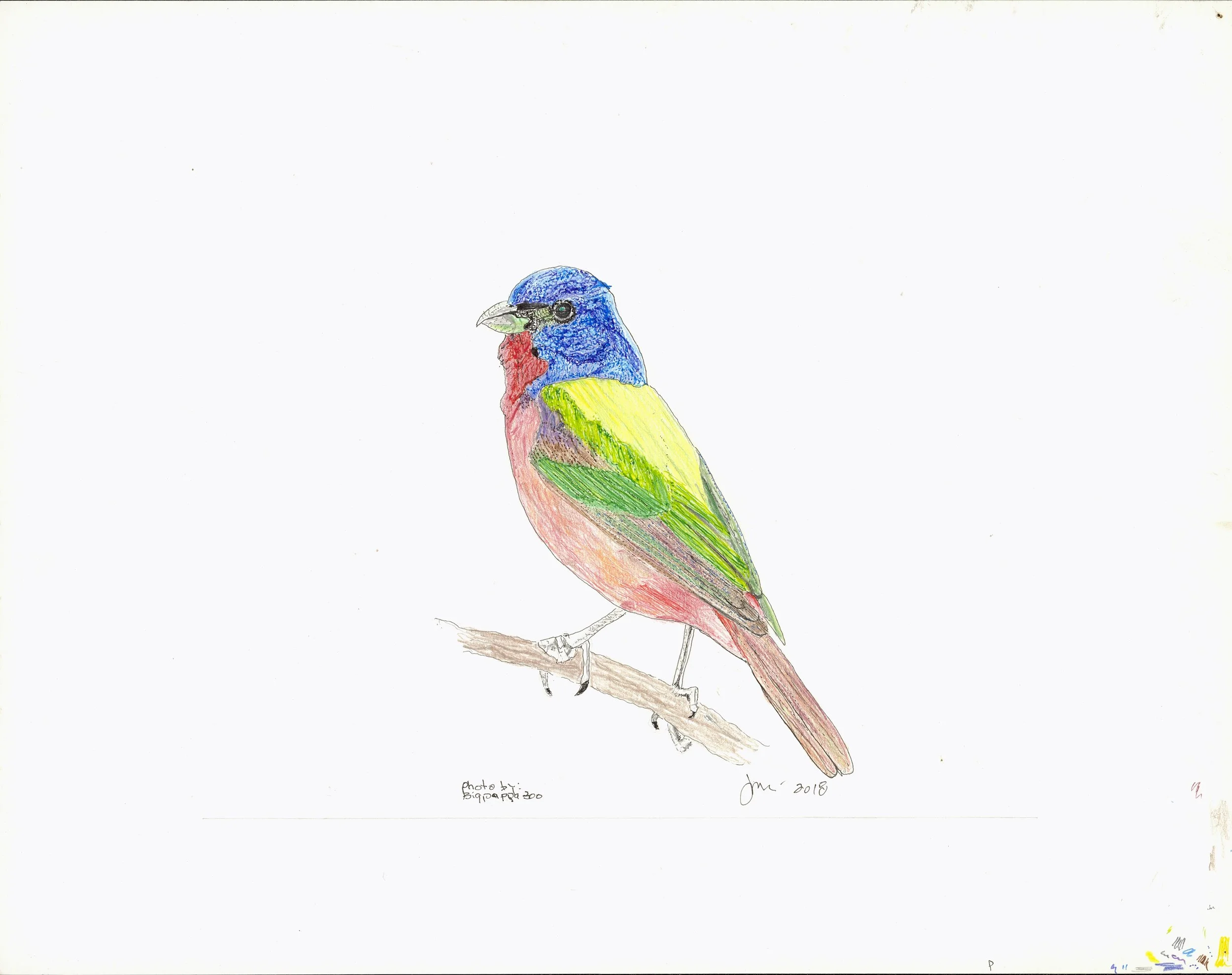 painted bunting adj.jpg
