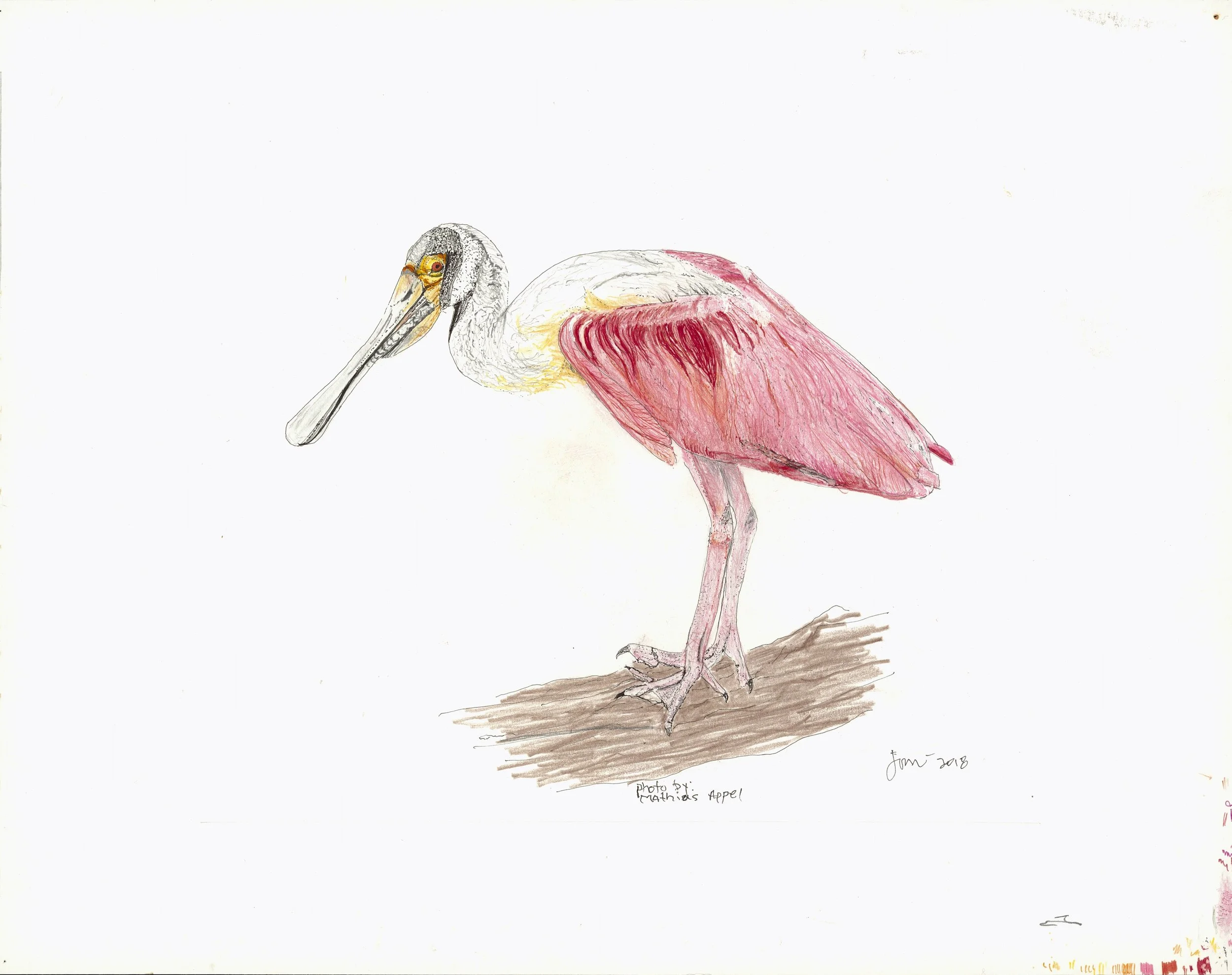 rosate spoonbill adj.jpg