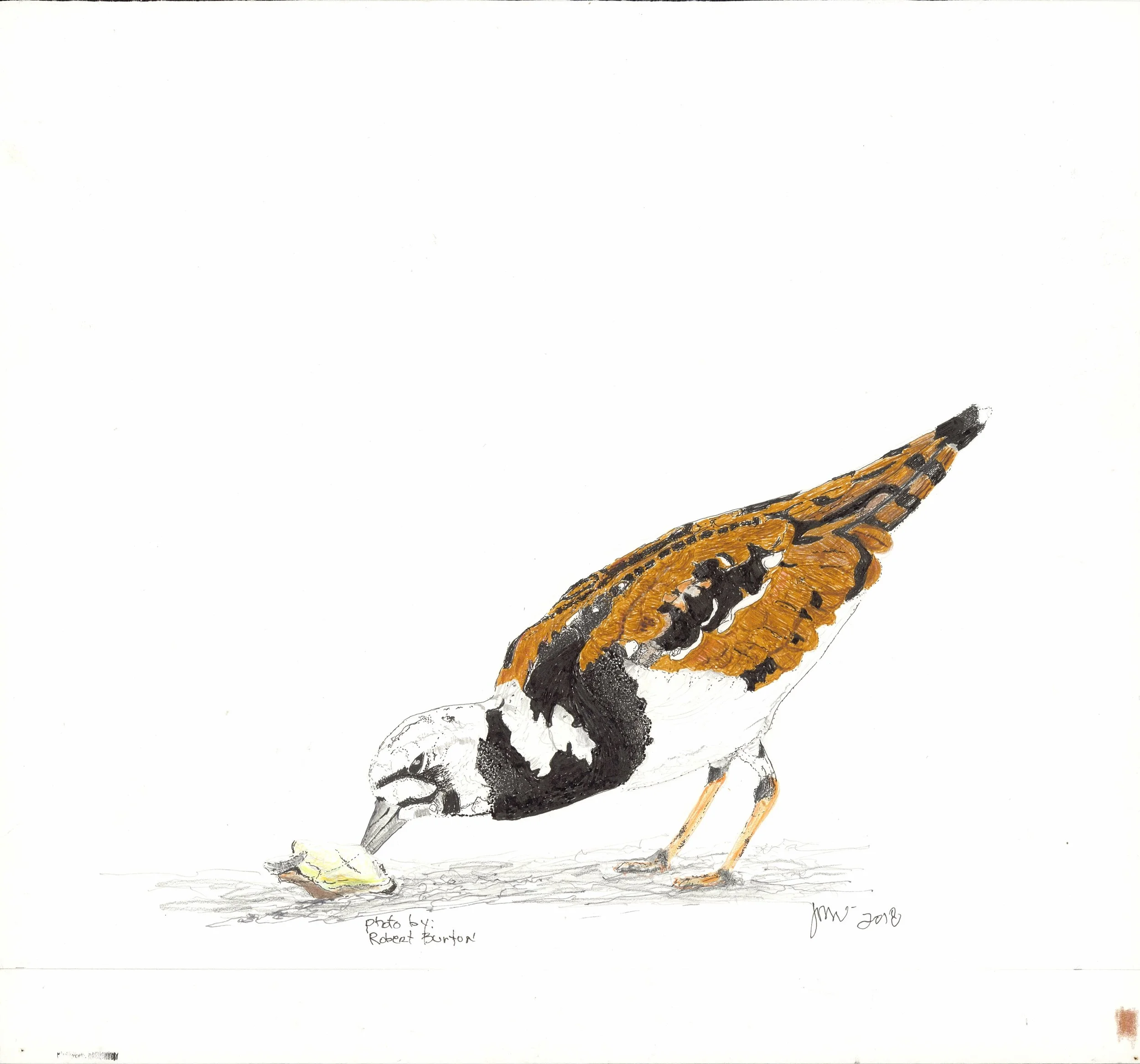 ruddy turnstone.jpg