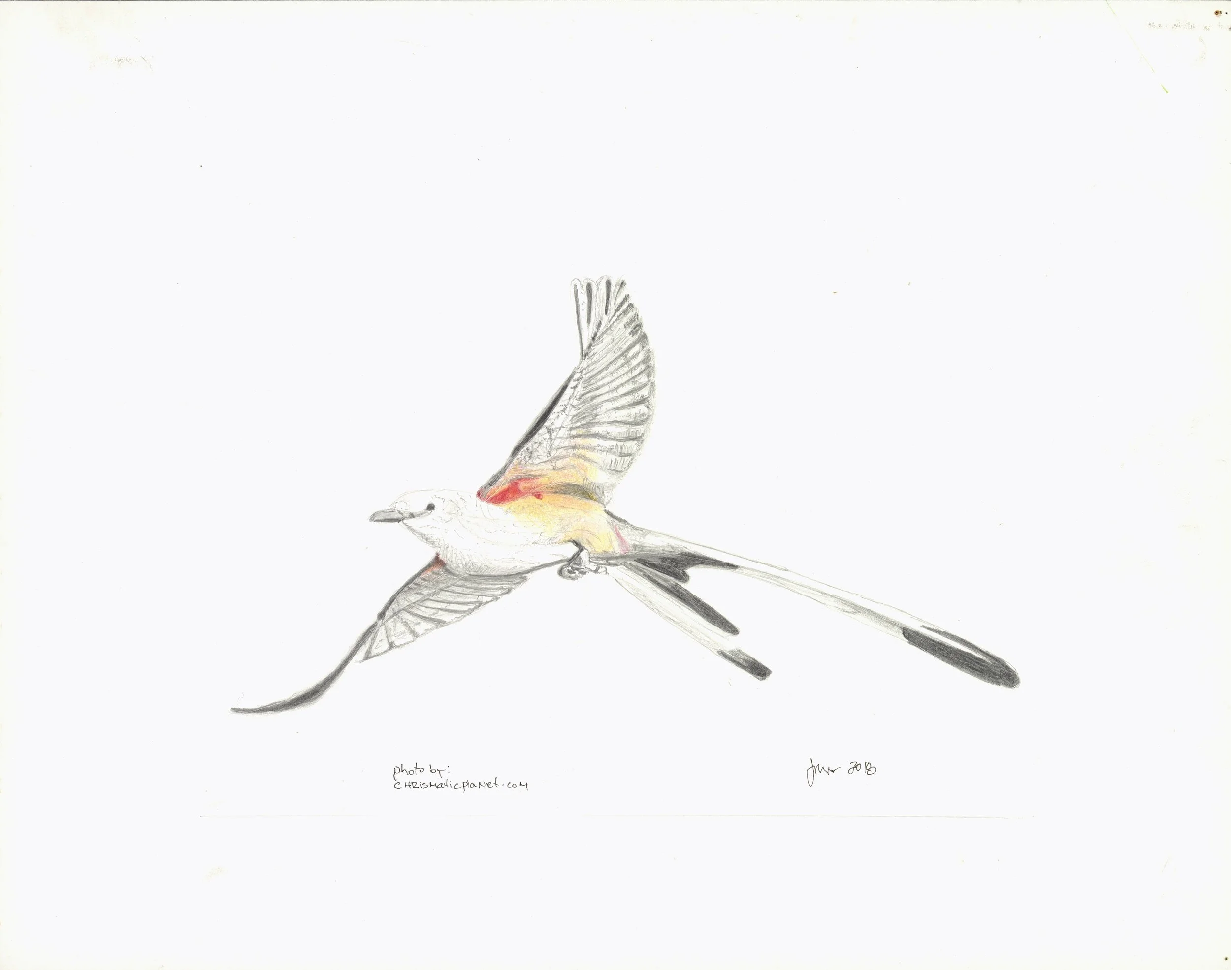 scissortail adj.jpg