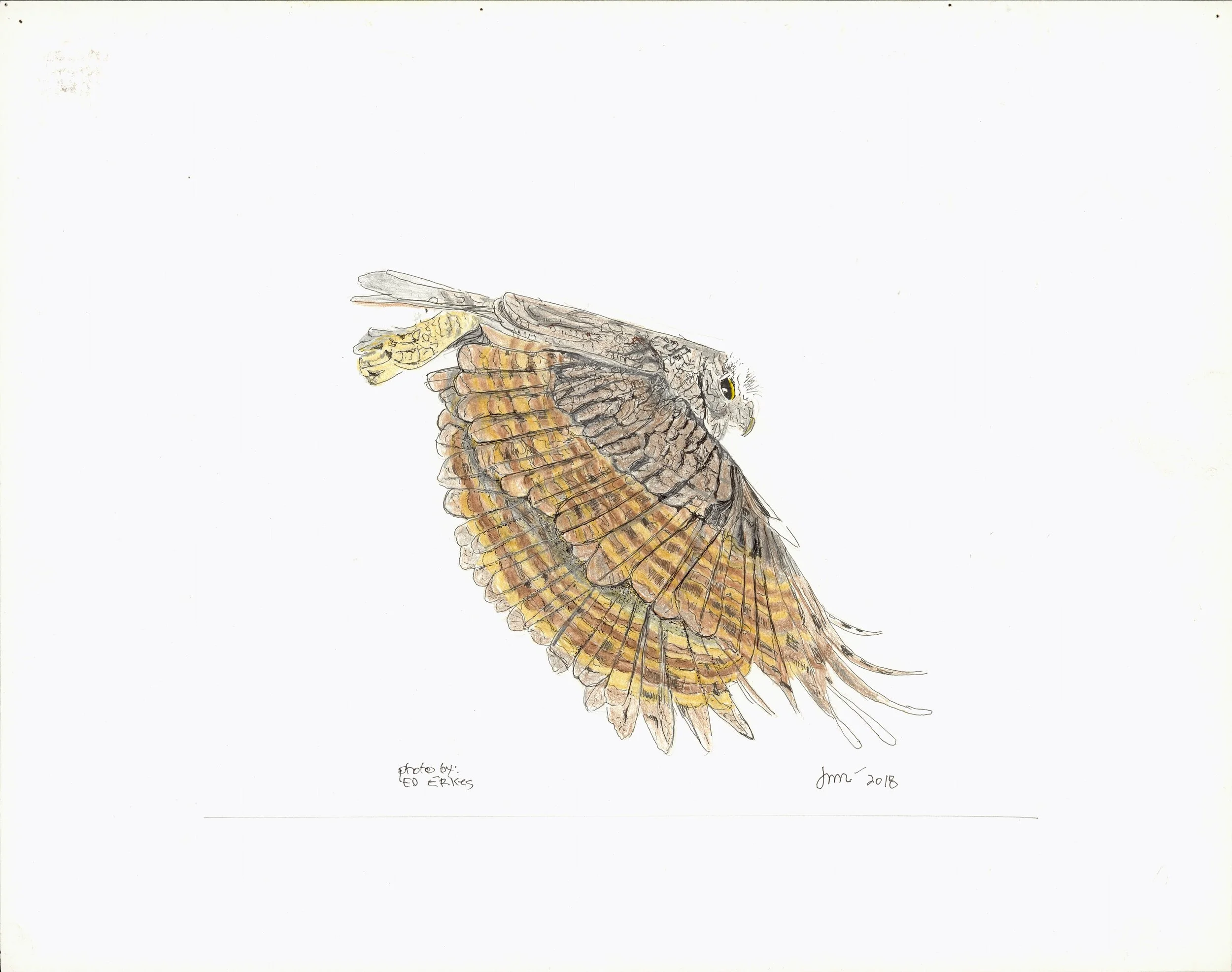 screech owl adj.jpg