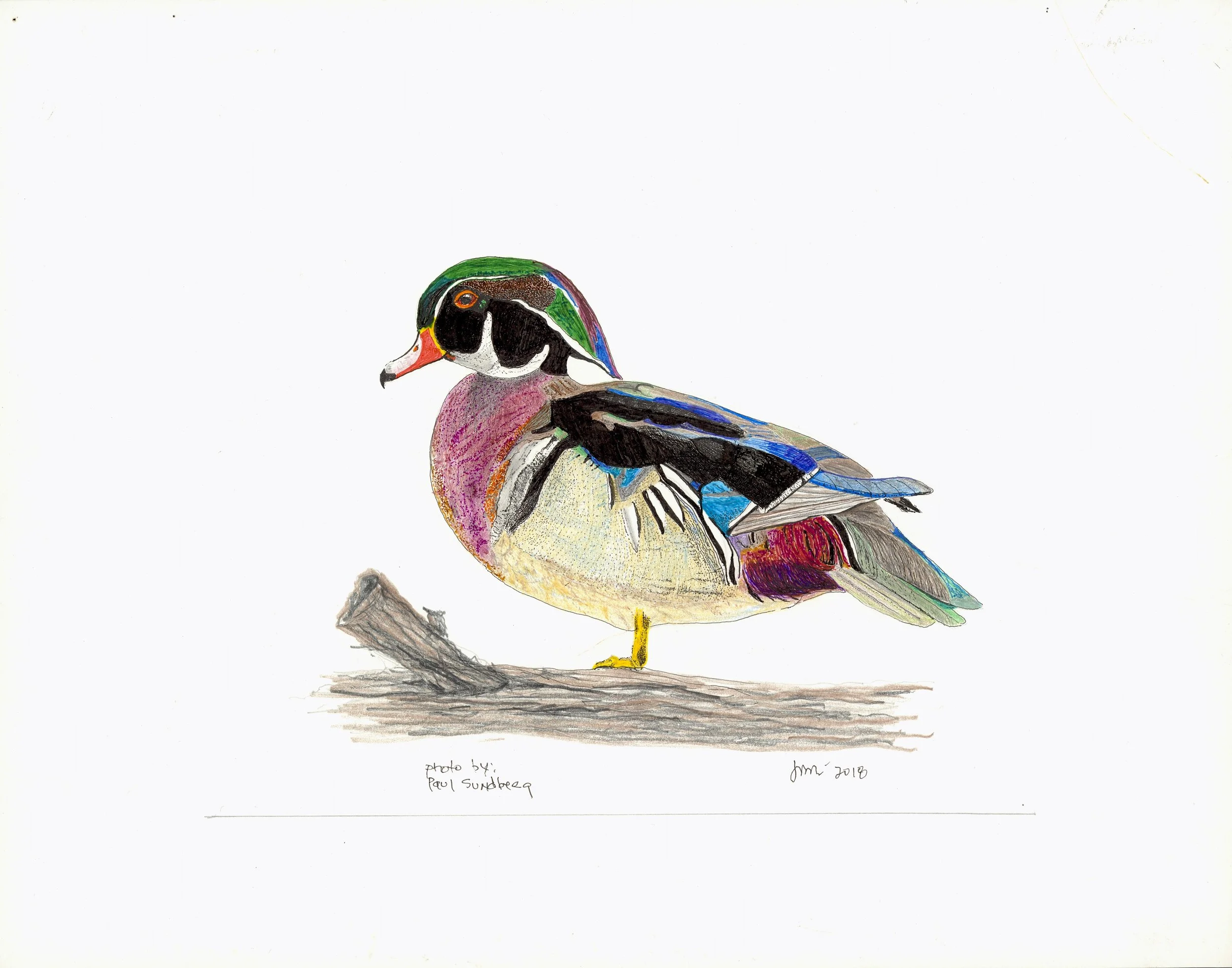 wood duck adj.jpg