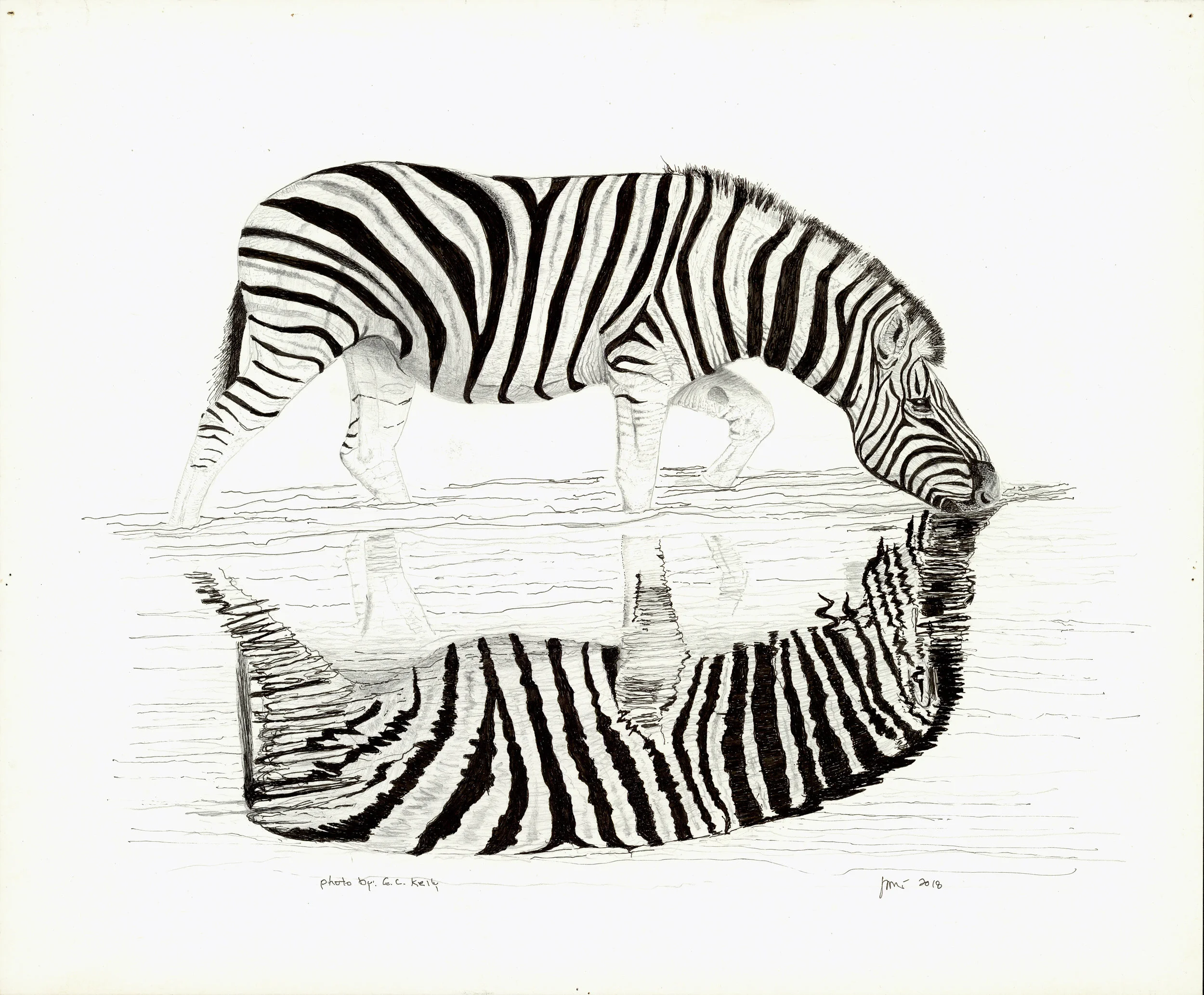 zebra reflection adj.jpg