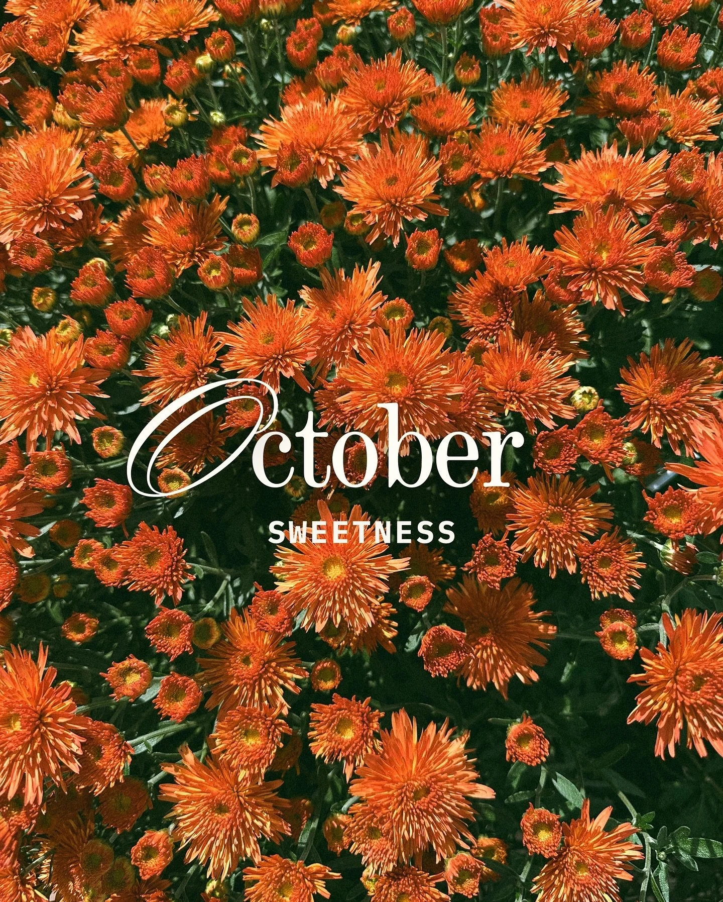 the sweetest October so far 🍂 interrupting my normal photo content to share a little of what I&rsquo;ve been up to this month &mdash; it&rsquo;s one of my favorite months  and it was extra cozy this year with our new baby, Calvin 🥹 

since he came 