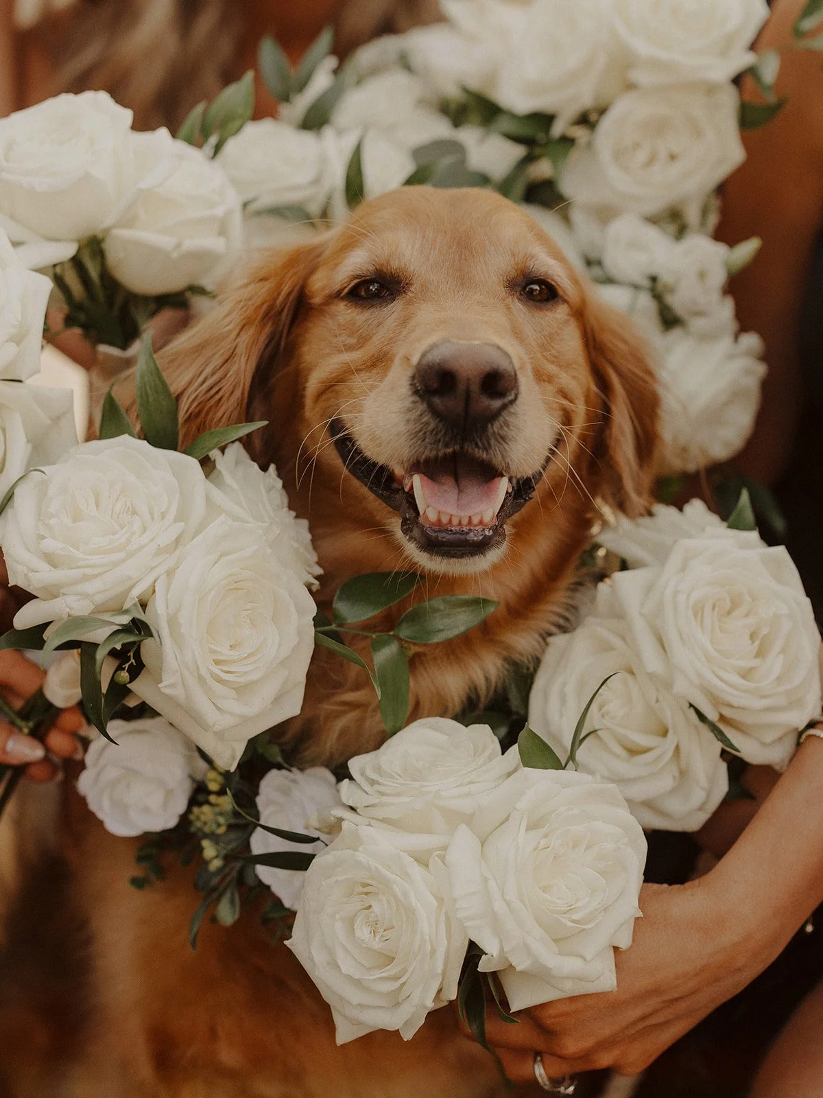 Montebello-Estates-Nikki-Kate-Photography- (2).jpg