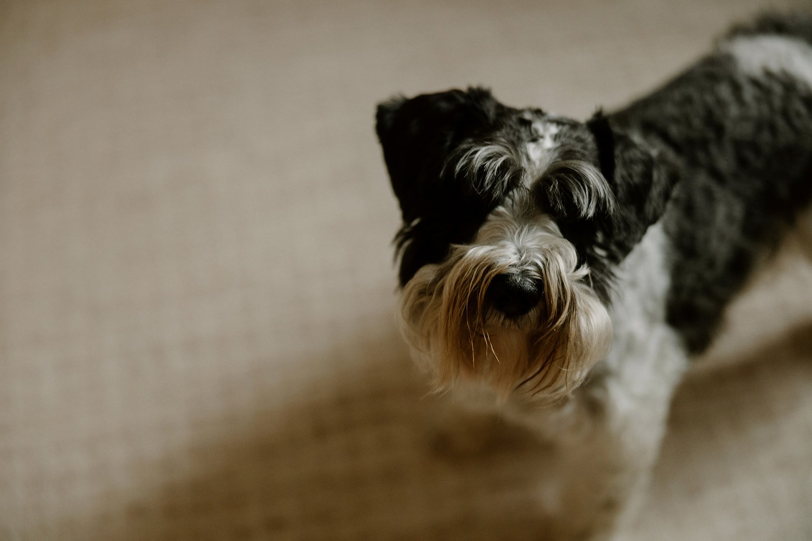 family-photos-chicago-nikki-kate-photography- (15).jpg