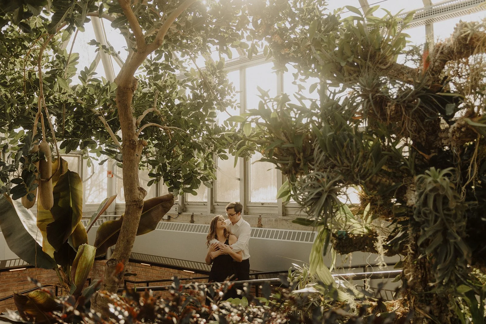 A golden hour image taken in a greenhouse during Chicago Botanic Garden engagement photos.