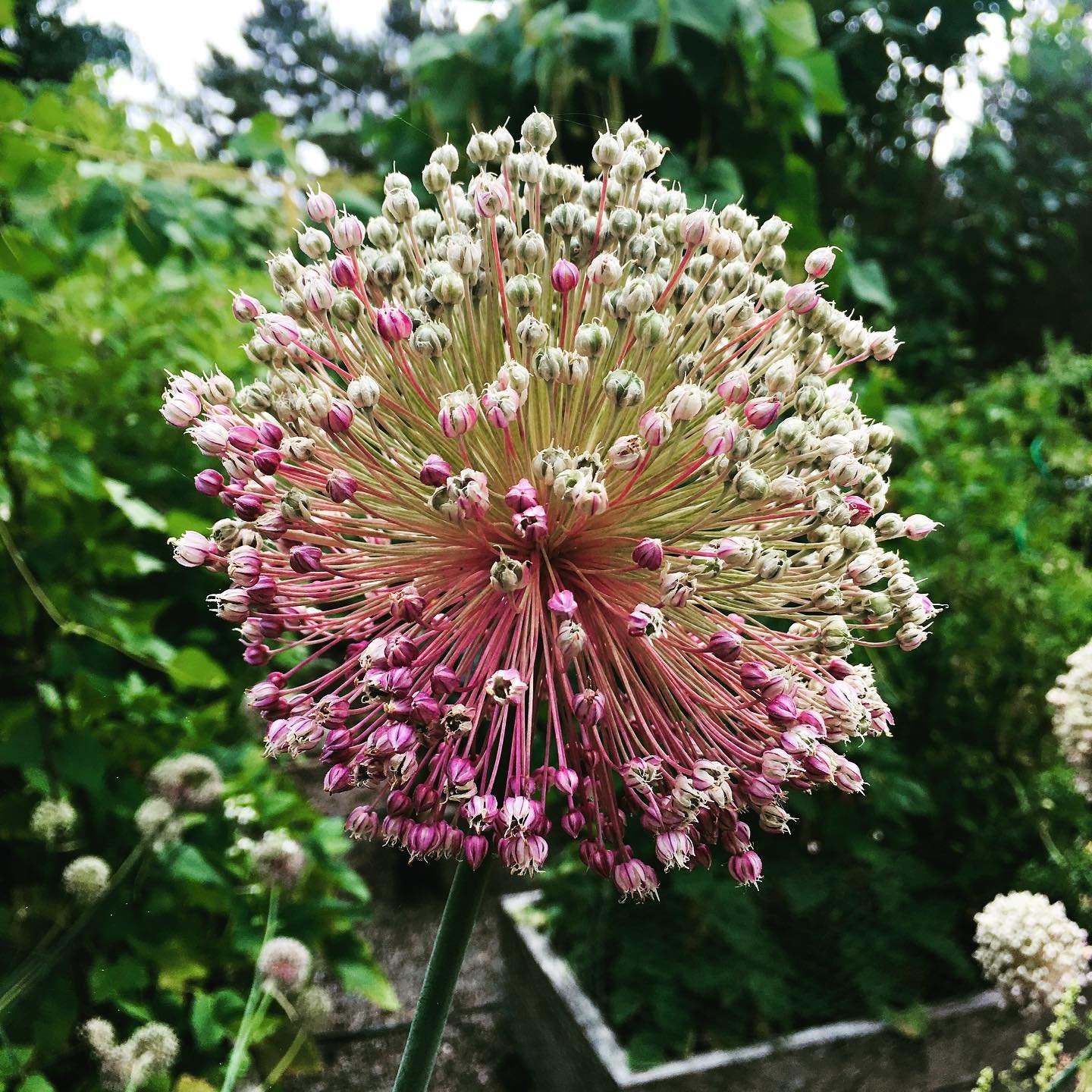 Last year&rsquo;s onions gone to gorgeous flowers and seeds. I&rsquo;m #grateful for this gentle climate that encourages rebirth, this rangy garden that surprises with discovered colors and textures every day, this space to weather the storm of life 