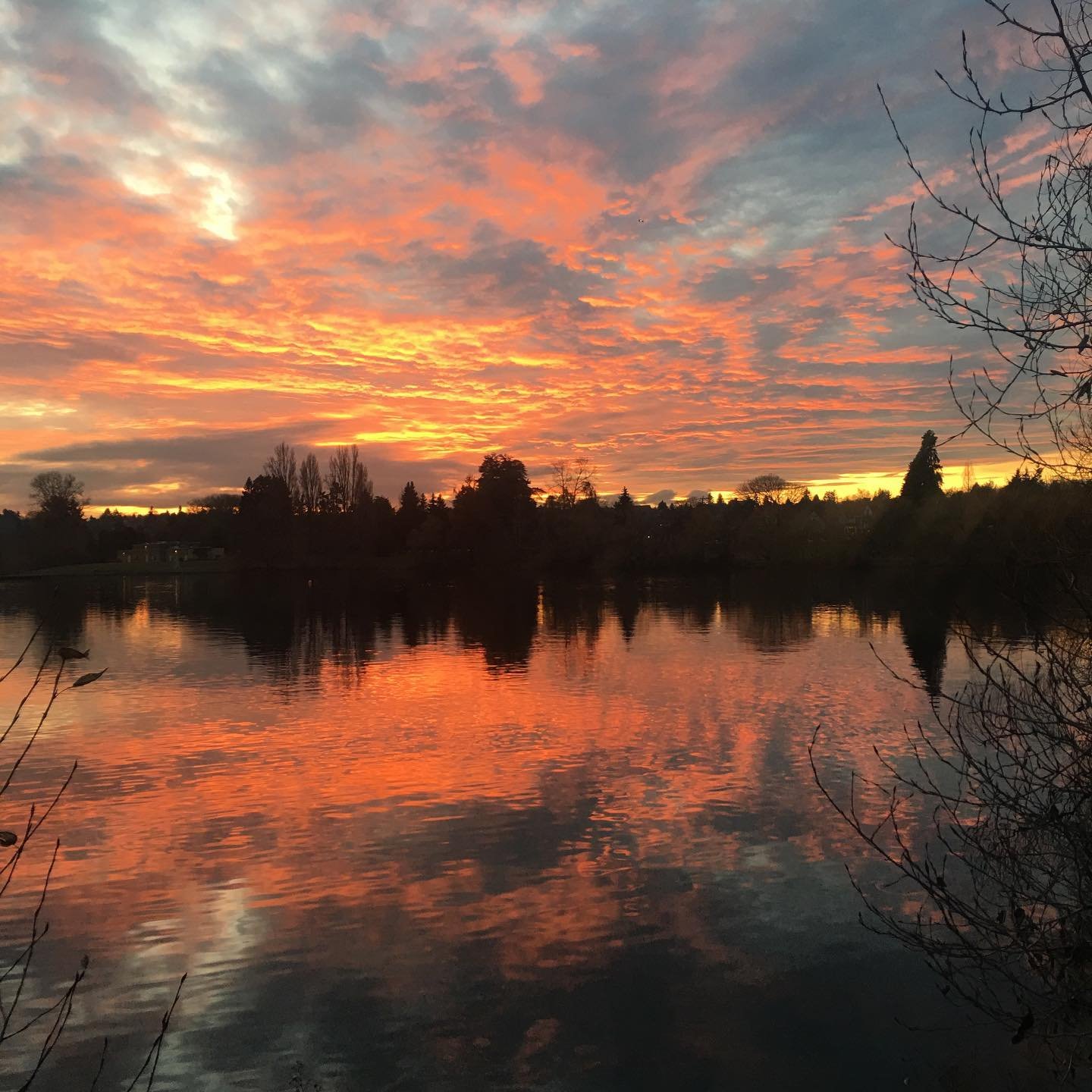 So grateful I was walking the dog at this perfect moment. Think I may prefer the view through branches; I always prefer the mess of real life to the uber-perfect. .
.
.
#nofilter #sunsetphotography #seattlesunset #gratitude #dailygratitude #artphotos