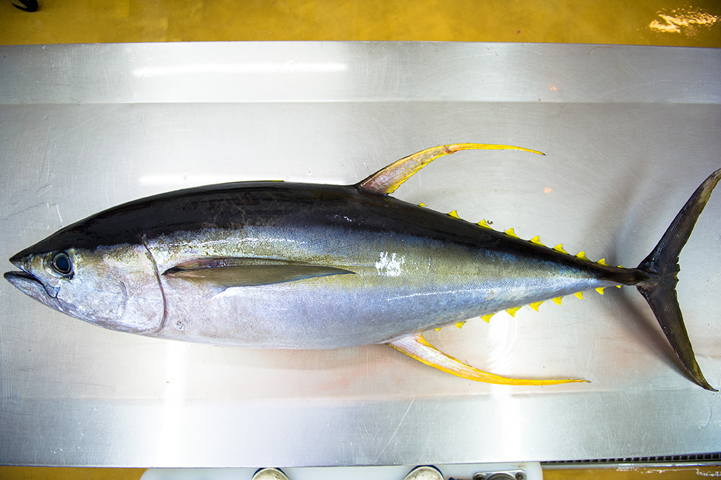 Yellowfin-Tuna-Whole.png