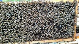 bees.jpg
