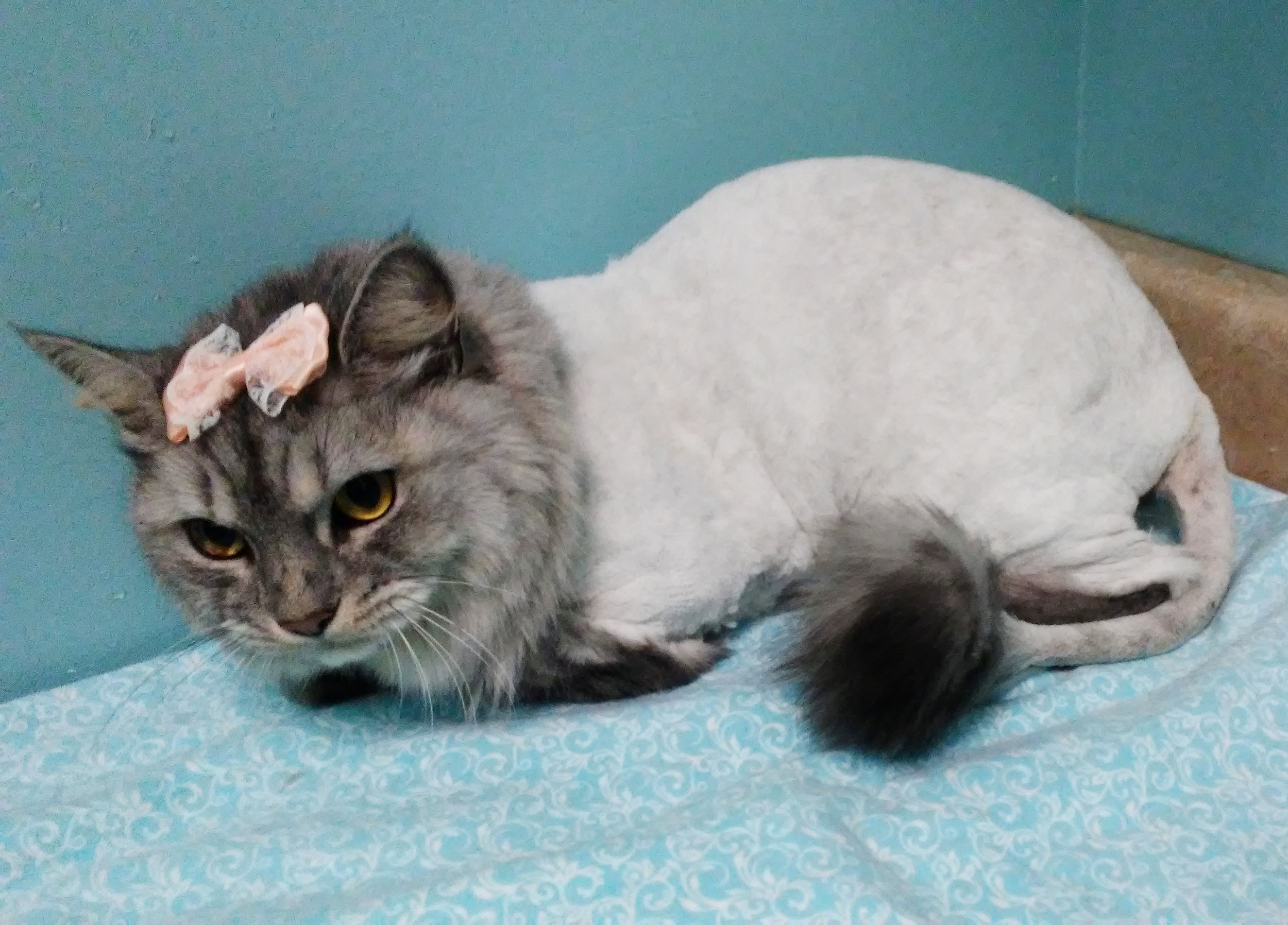 toupee cat