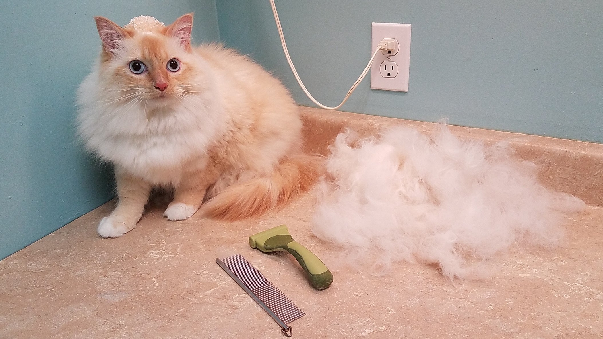 Shaving Long Haired Cats Bum