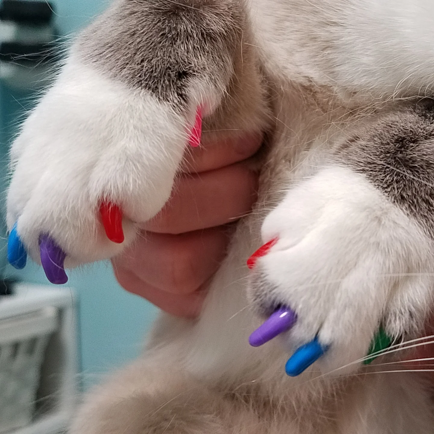 cat silicone nails