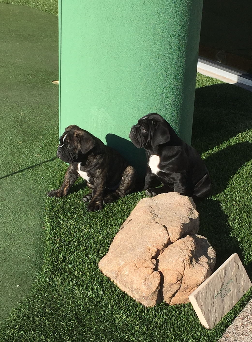  All of our artificial grass is pet friendly 