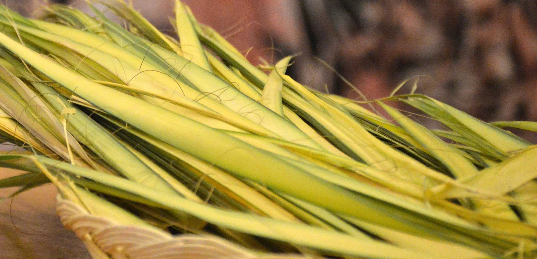 palm-sunday-palms.jpg