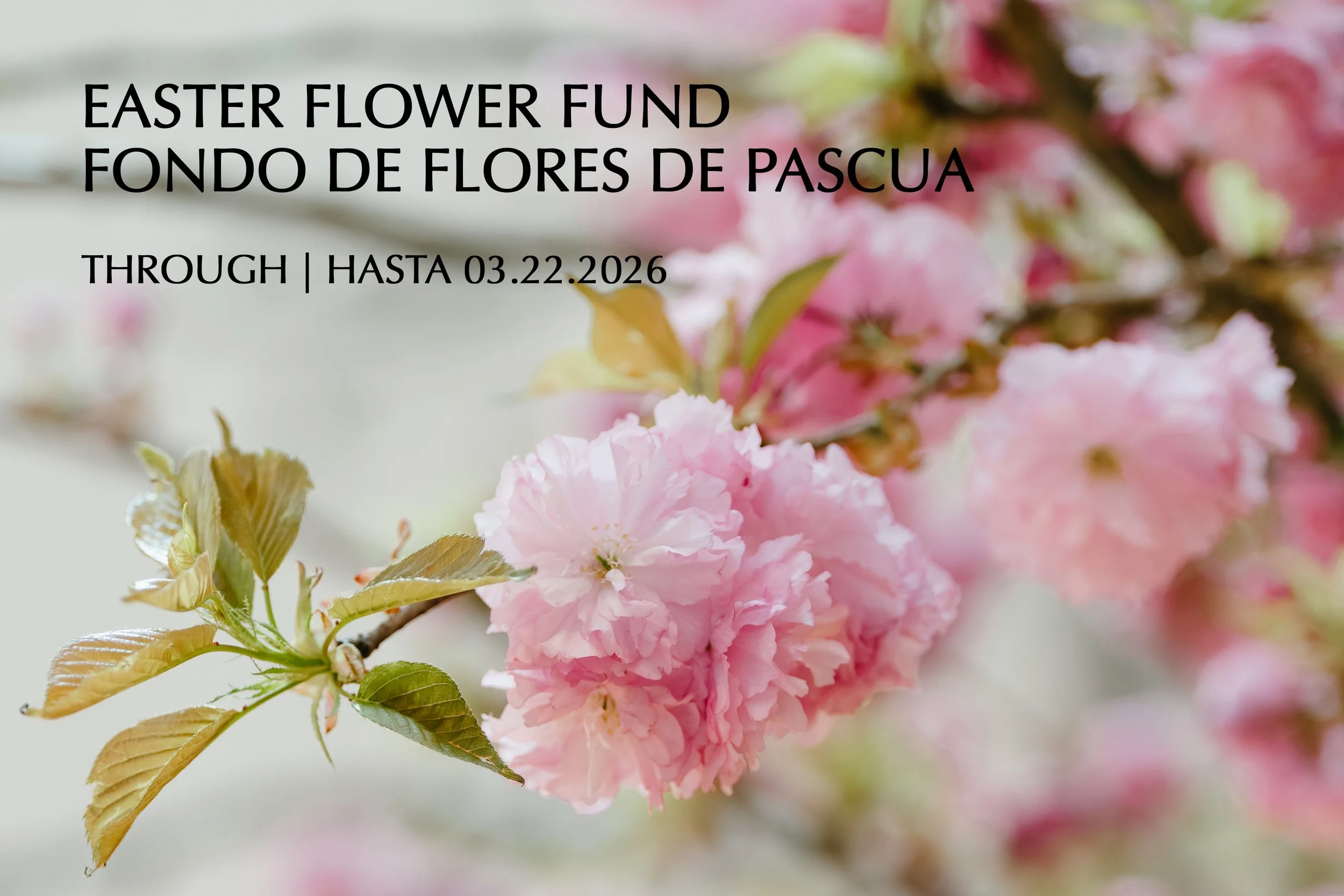 Easter Flower Fund | Live Now