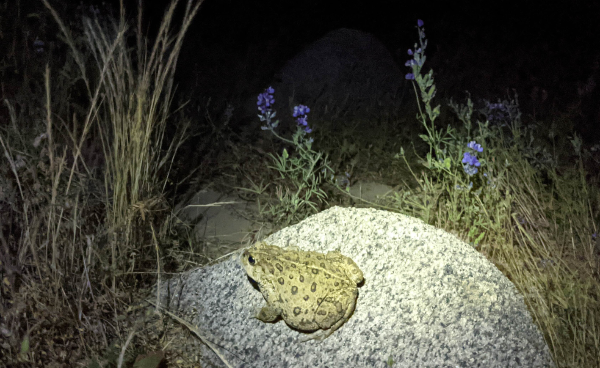 Build A Toad Home — Things That Creep